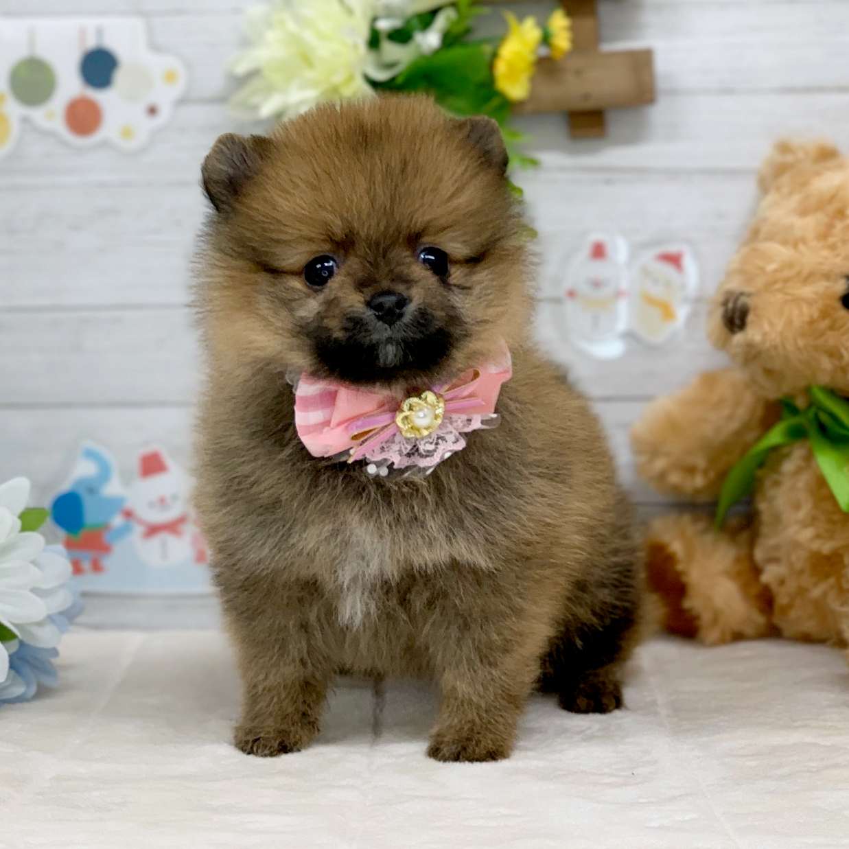 兵庫県のポメラニアン (ペッツワン神戸ひよどり台店/2025年11月4日生まれ/女の子/オレンジセーブル)の子犬の1枚目の画像