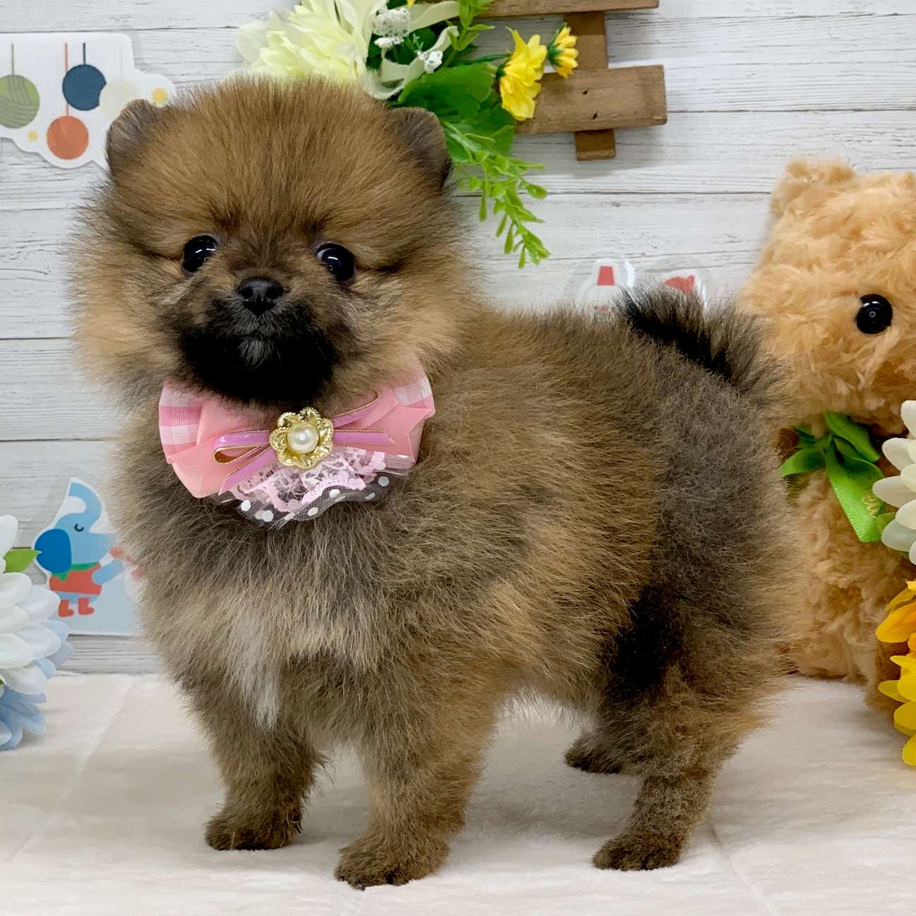 兵庫県のポメラニアン (ペッツワン神戸ひよどり台店/2025年11月4日生まれ/女の子/オレンジセーブル)の子犬の2枚目の画像