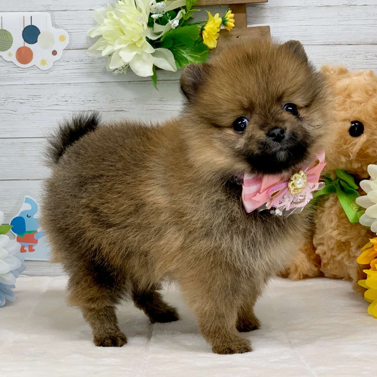 兵庫県のポメラニアン (ペッツワン神戸ひよどり台店/2025年11月4日生まれ/女の子/オレンジセーブル)の子犬の3枚目の画像