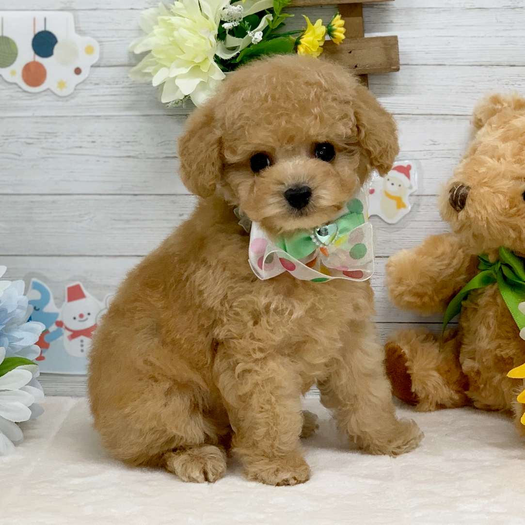 兵庫県のトイプードル(トイ) (ペッツワン神戸ひよどり台店/2025年11月6日生まれ/男の子/オレンジフォーン)の子犬の2枚目の画像