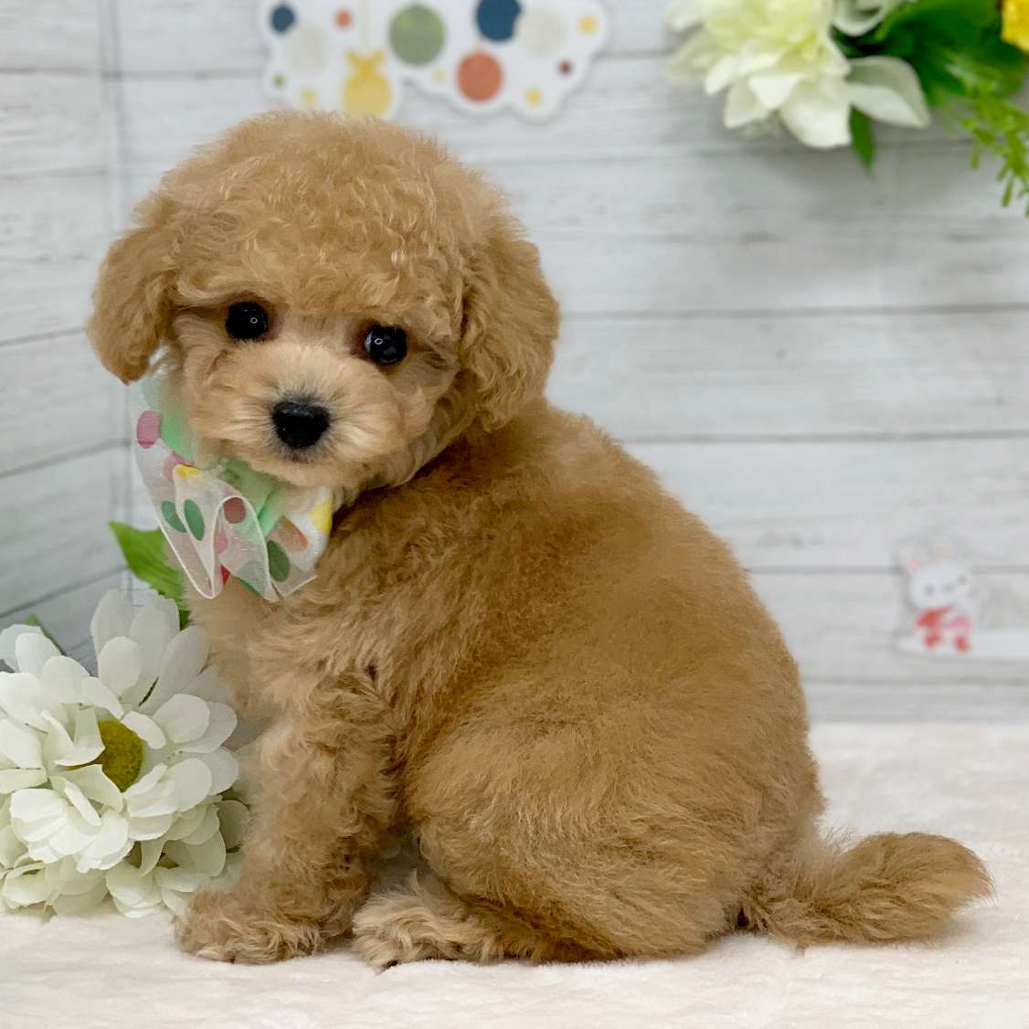 兵庫県のトイプードル(トイ) (ペッツワン神戸ひよどり台店/2025年11月6日生まれ/男の子/オレンジフォーン)の子犬の3枚目の画像