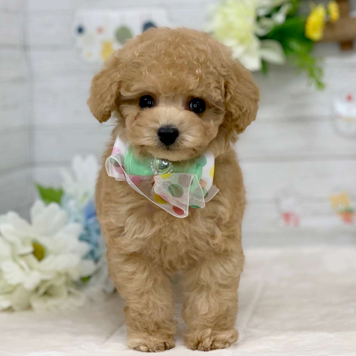 兵庫県のトイプードル(トイ) (ペッツワン神戸ひよどり台店/2025年11月6日生まれ/男の子/オレンジフォーン)の子犬の1枚目の画像