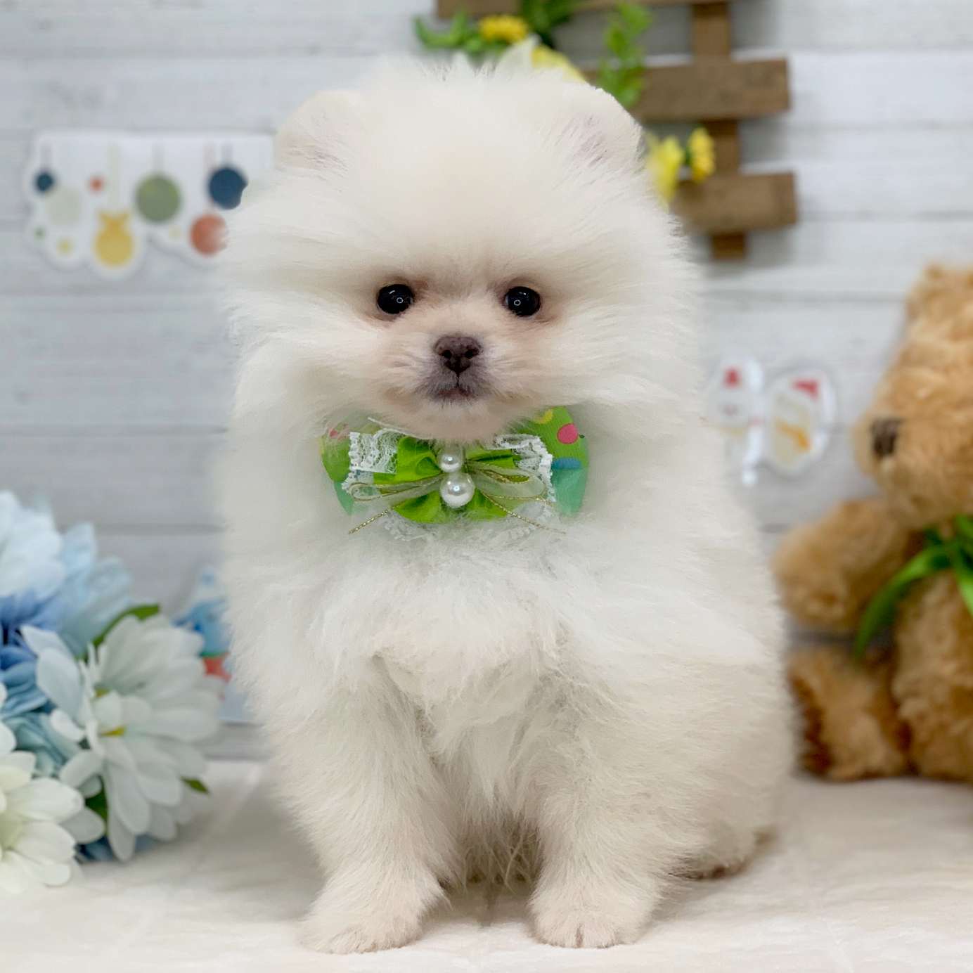 兵庫県のポメラニアン (ペッツワン神戸ひよどり台店/2025年11月7日生まれ/男の子/クリーム)の子犬の1枚目の画像