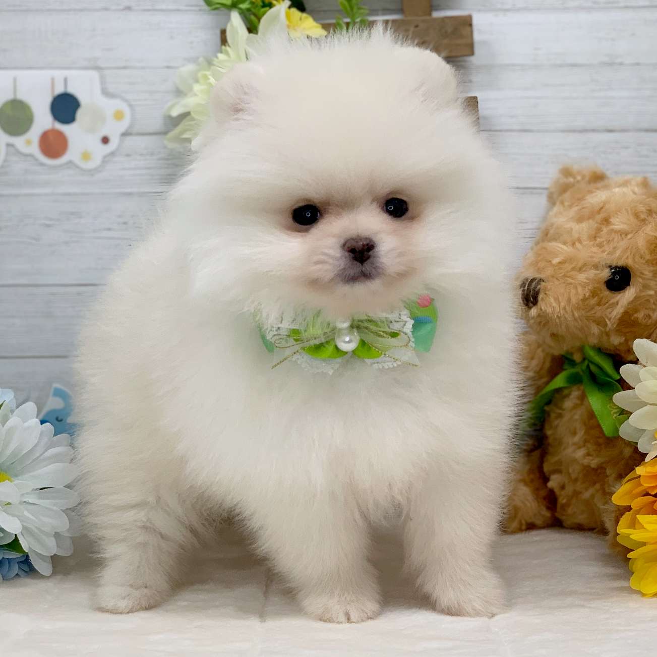 兵庫県のポメラニアン (ペッツワン神戸ひよどり台店/2025年11月7日生まれ/男の子/クリーム)の子犬の3枚目の画像