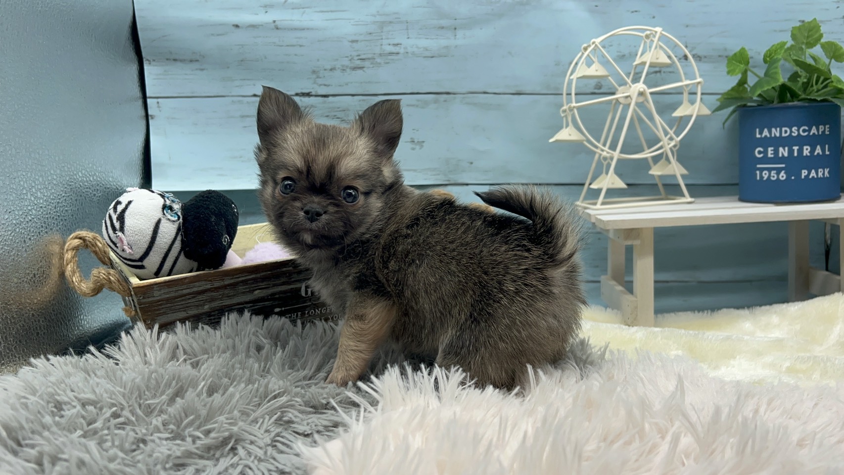 静岡県のチワワ(ロング) (ペッツワン藤枝店/2025年11月6日生まれ/男の子/フォーン)の子犬の3枚目の画像