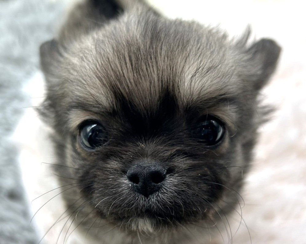 静岡県のチワワ(ロング) (ペッツワン藤枝店/2025年11月6日生まれ/男の子/フォーン)の子犬の2枚目の画像