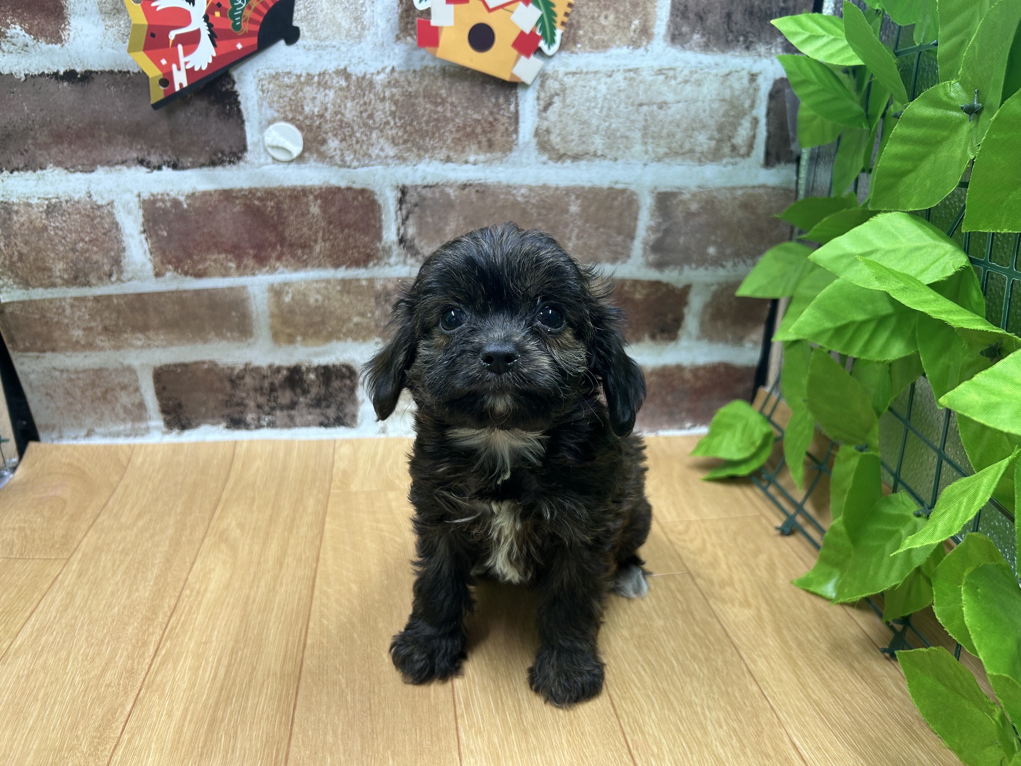 福島県のハーフ犬・ミックス犬 (ペッツワン白河モール店/2025年10月15日生まれ/男の子/ブリンドル)の子犬の1枚目の画像