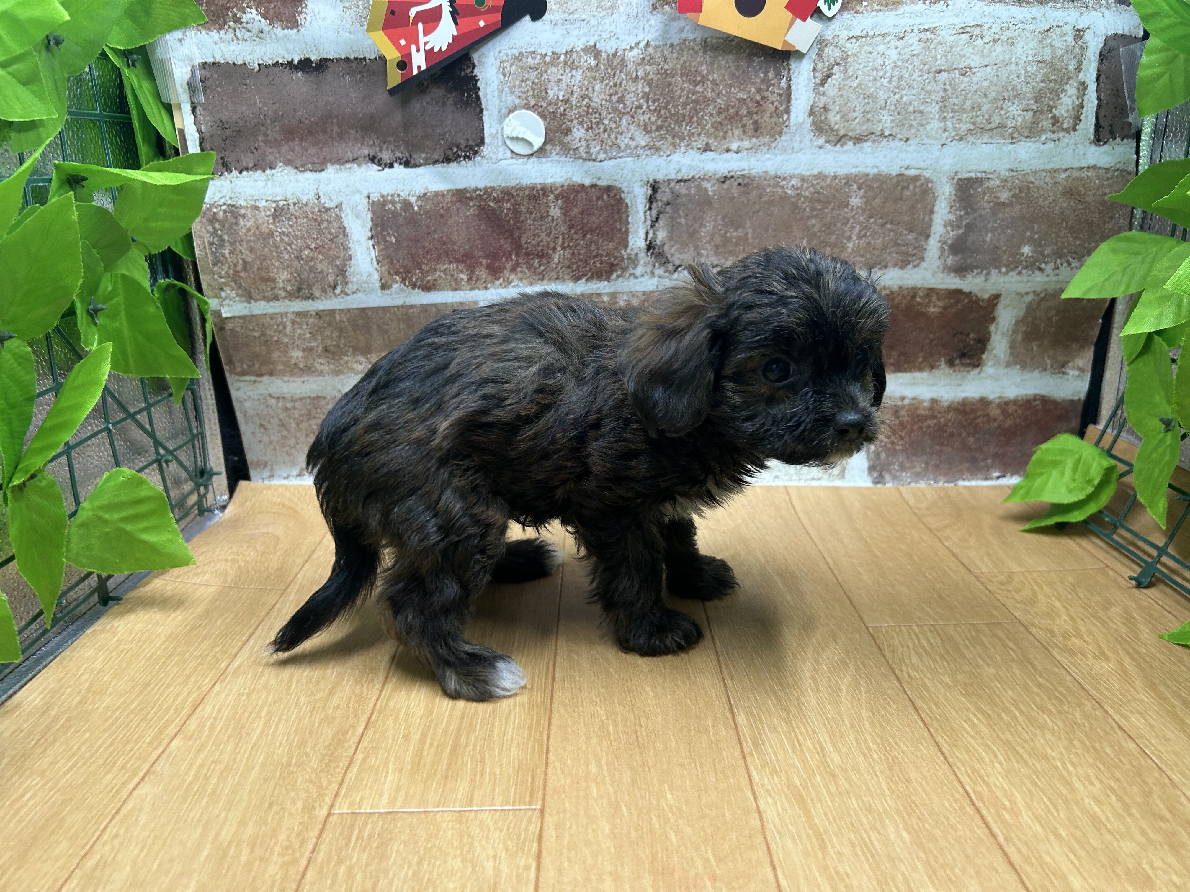 福島県のハーフ犬・ミックス犬 (ペッツワン白河モール店/2025年10月15日生まれ/男の子/ブリンドル)の子犬の2枚目の画像