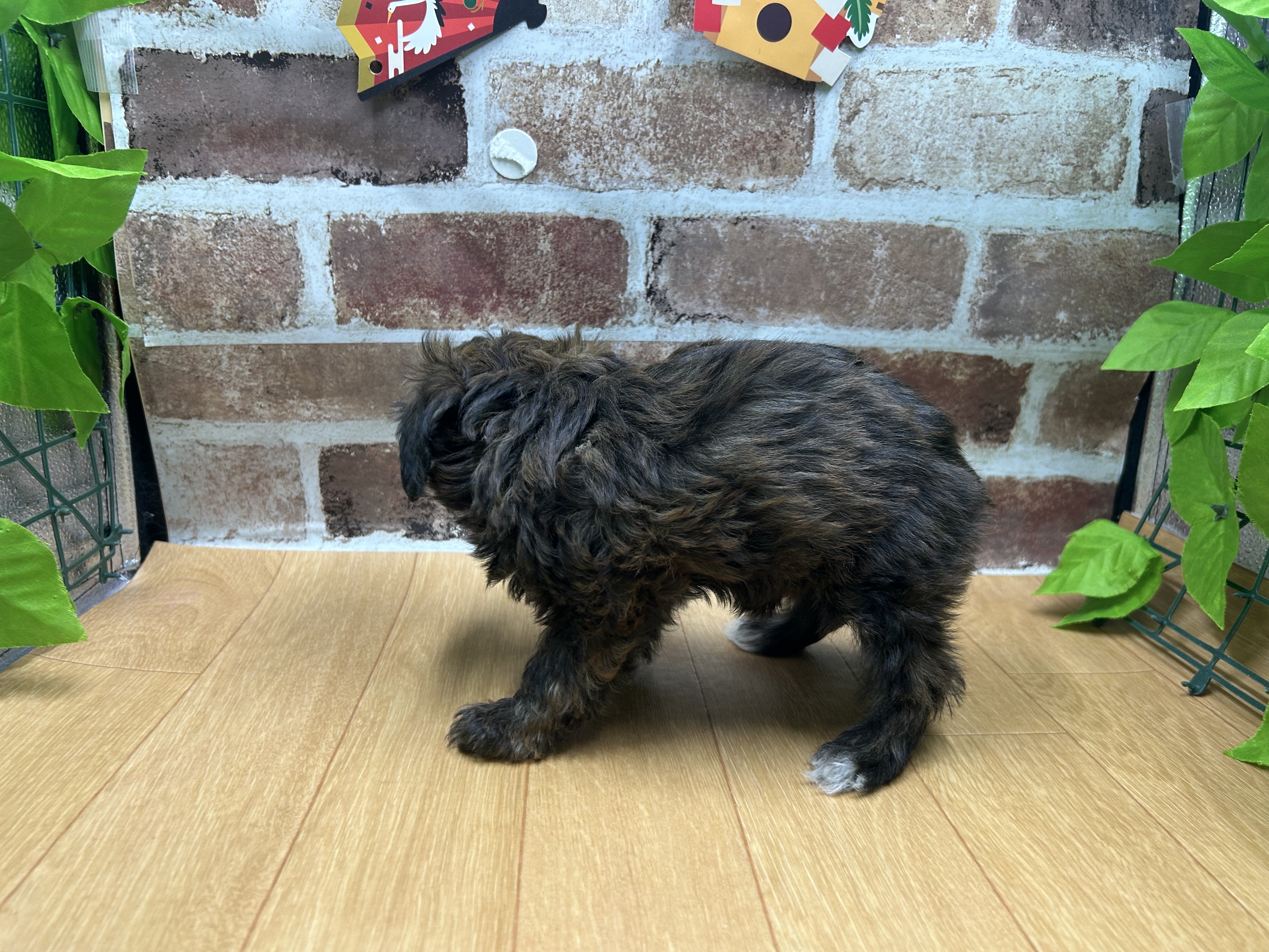 福島県のハーフ犬・ミックス犬 (ペッツワン白河モール店/2025年10月15日生まれ/男の子/ブリンドル)の子犬の3枚目の画像