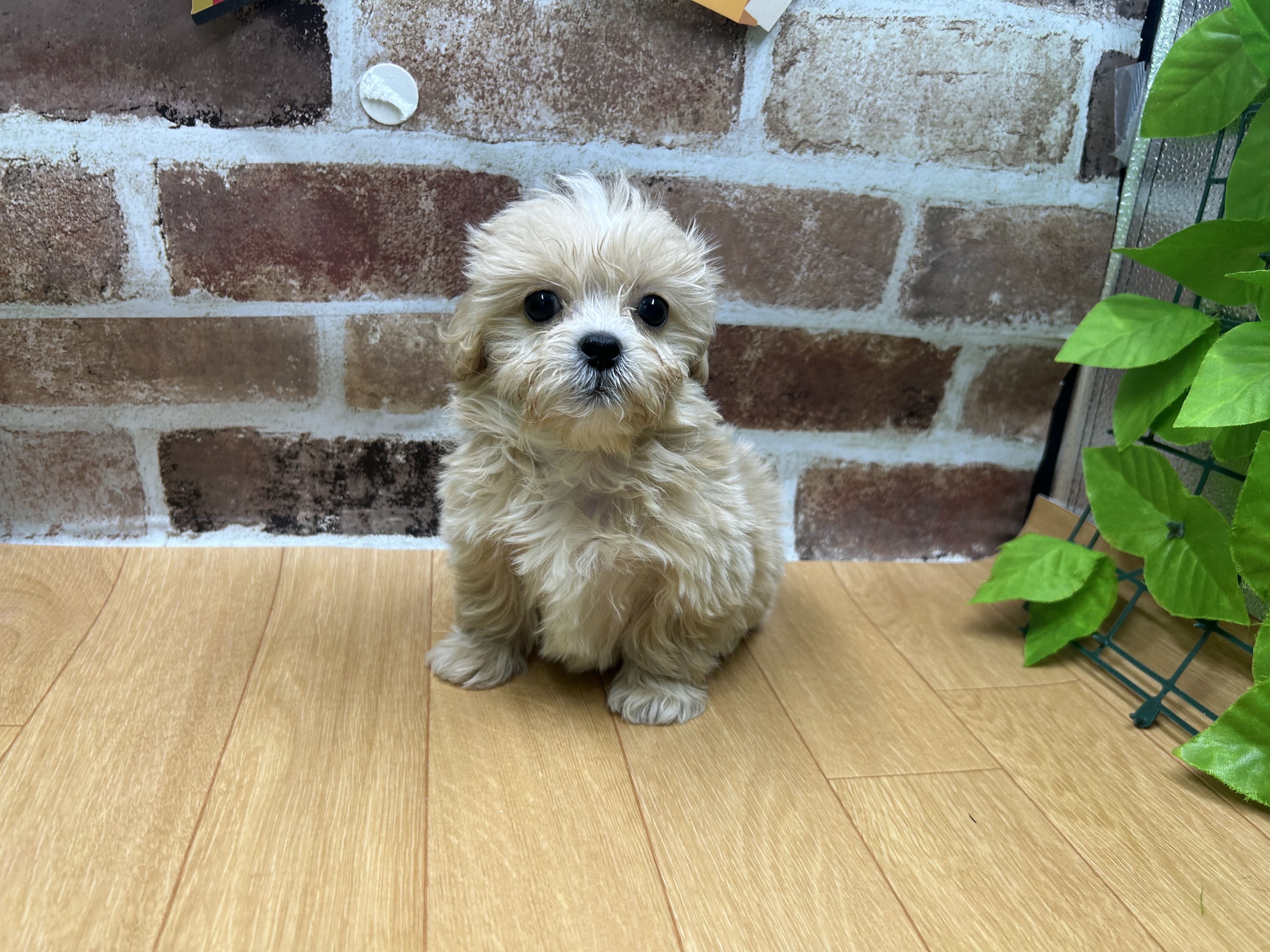 福島県のハーフ犬・ミックス犬 (ペッツワン白河モール店/2025年10月20日生まれ/男の子/アプリコット)の子犬の1枚目の画像