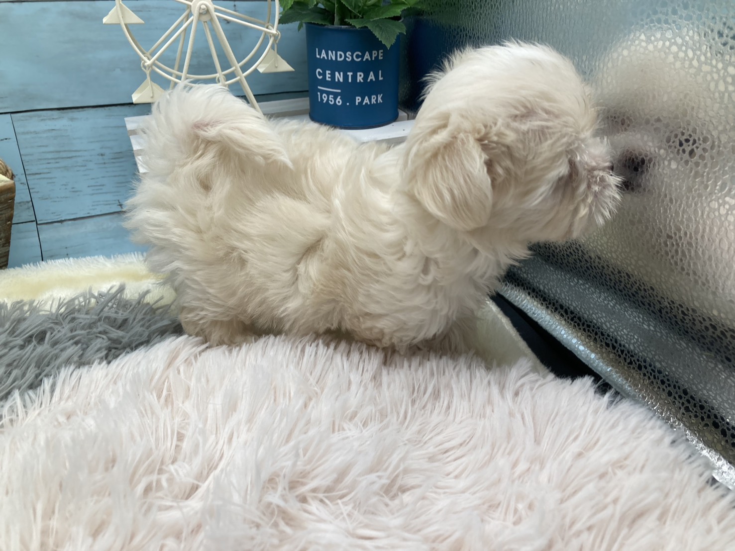 静岡県のハーフ犬・ミックス犬 (ペッツワン藤枝店/2025年10月20日生まれ/女の子/クリーム)の子犬の3枚目の画像