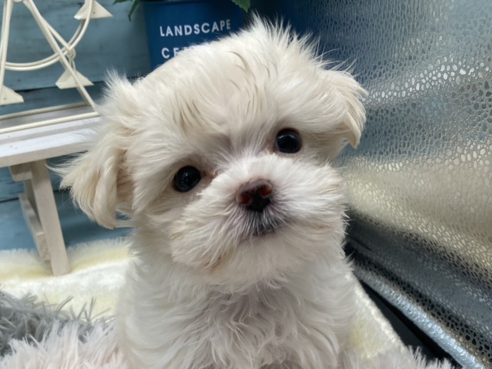 静岡県のハーフ犬・ミックス犬 (ペッツワン藤枝店/2025年10月20日生まれ/女の子/クリーム)の子犬の1枚目の画像