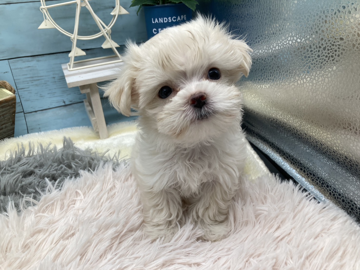 静岡県のハーフ犬・ミックス犬 (ペッツワン藤枝店/2025年10月20日生まれ/女の子/クリーム)の子犬の2枚目の画像