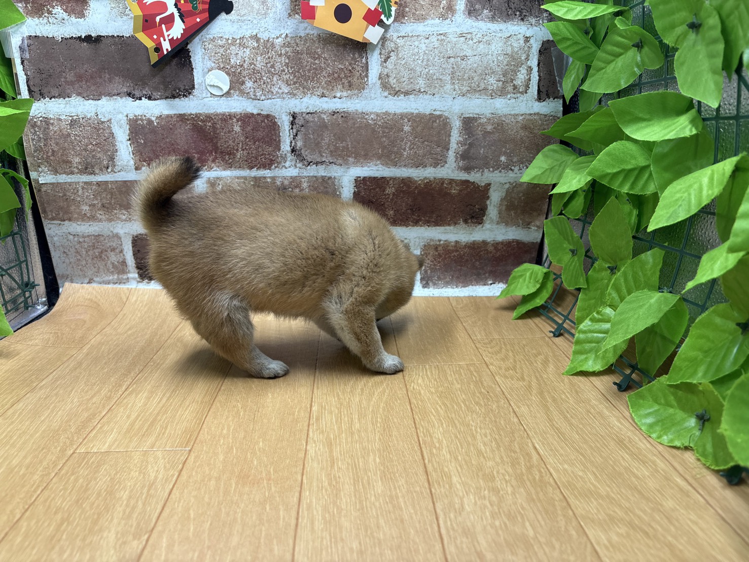 福島県の柴犬(標準サイズ) (ペッツワン白河モール店/2025年11月8日生まれ/女の子/赤)の子犬の2枚目の画像