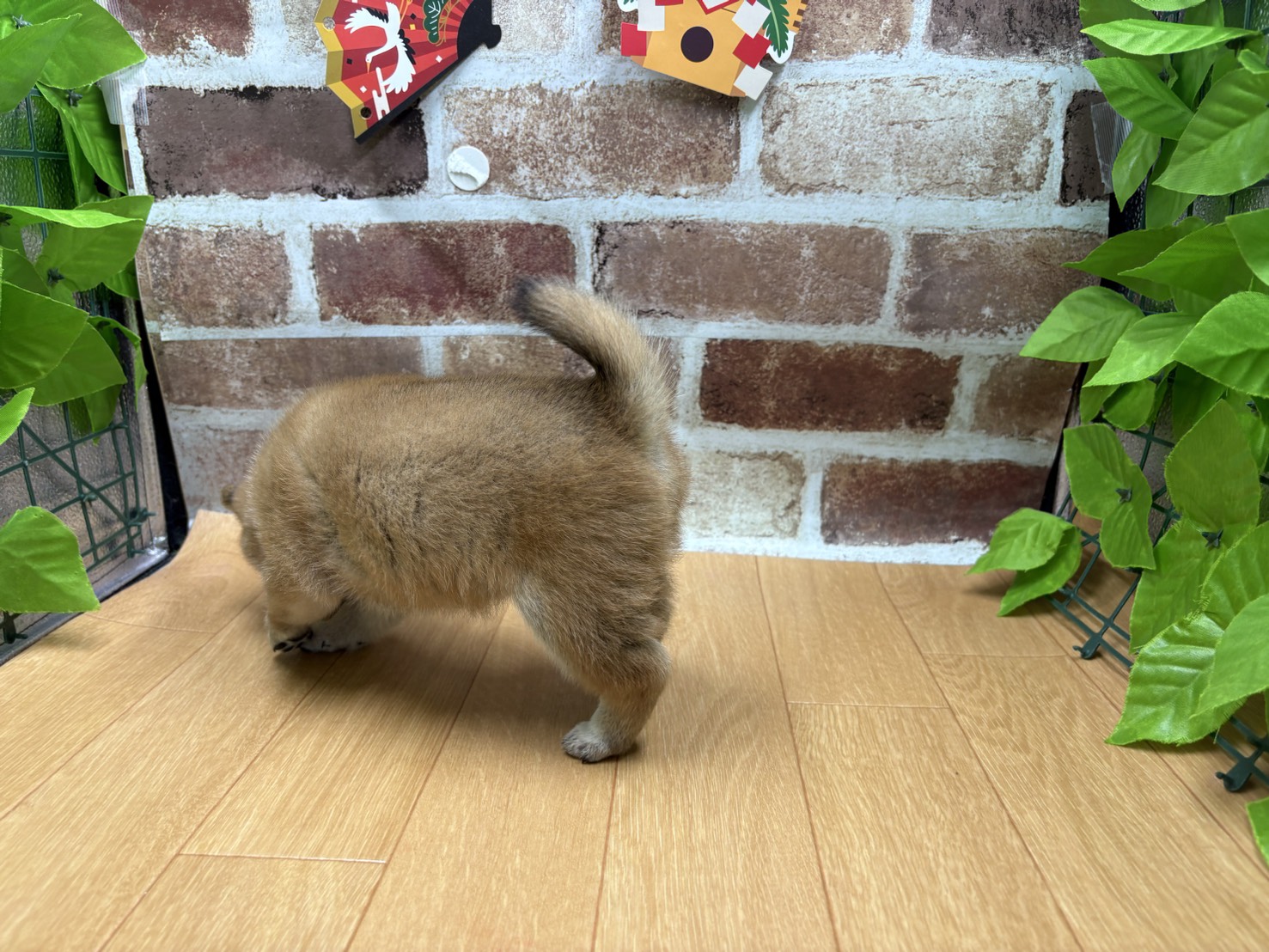 福島県の柴犬(標準サイズ) (ペッツワン白河モール店/2025年11月8日生まれ/女の子/赤)の子犬の3枚目の画像