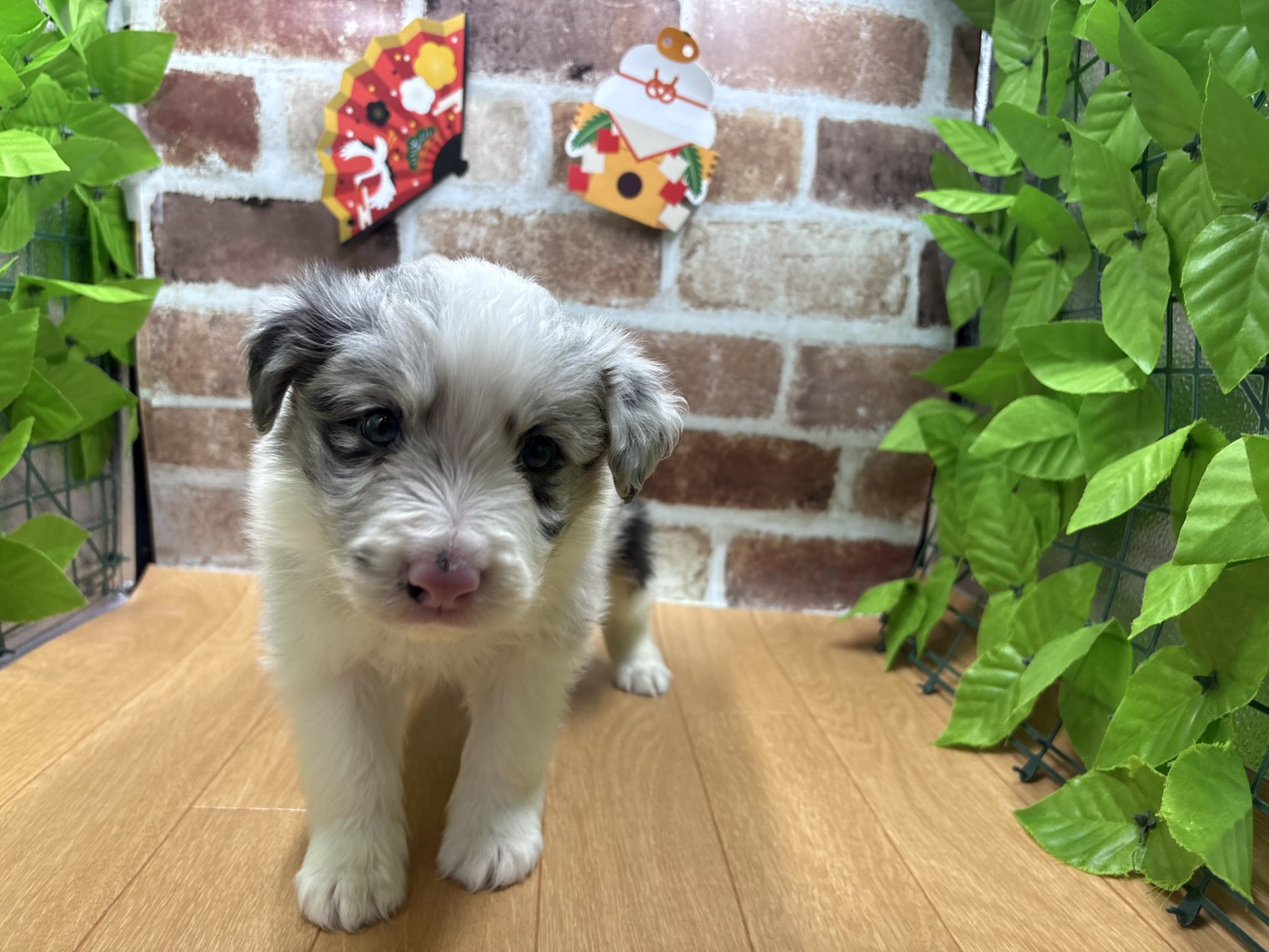 福島県のボーダーコリー (ペッツワン白河モール店/2025年11月6日生まれ/男の子/ブルーマール)の子犬の1枚目の画像