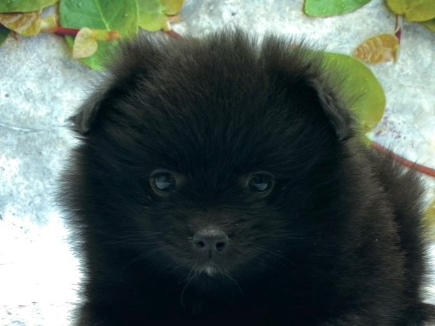 埼玉県のポメラニアン (ペッツワン北本店/2025年11月11日生まれ/男の子/ブラック)の子犬の1枚目の画像