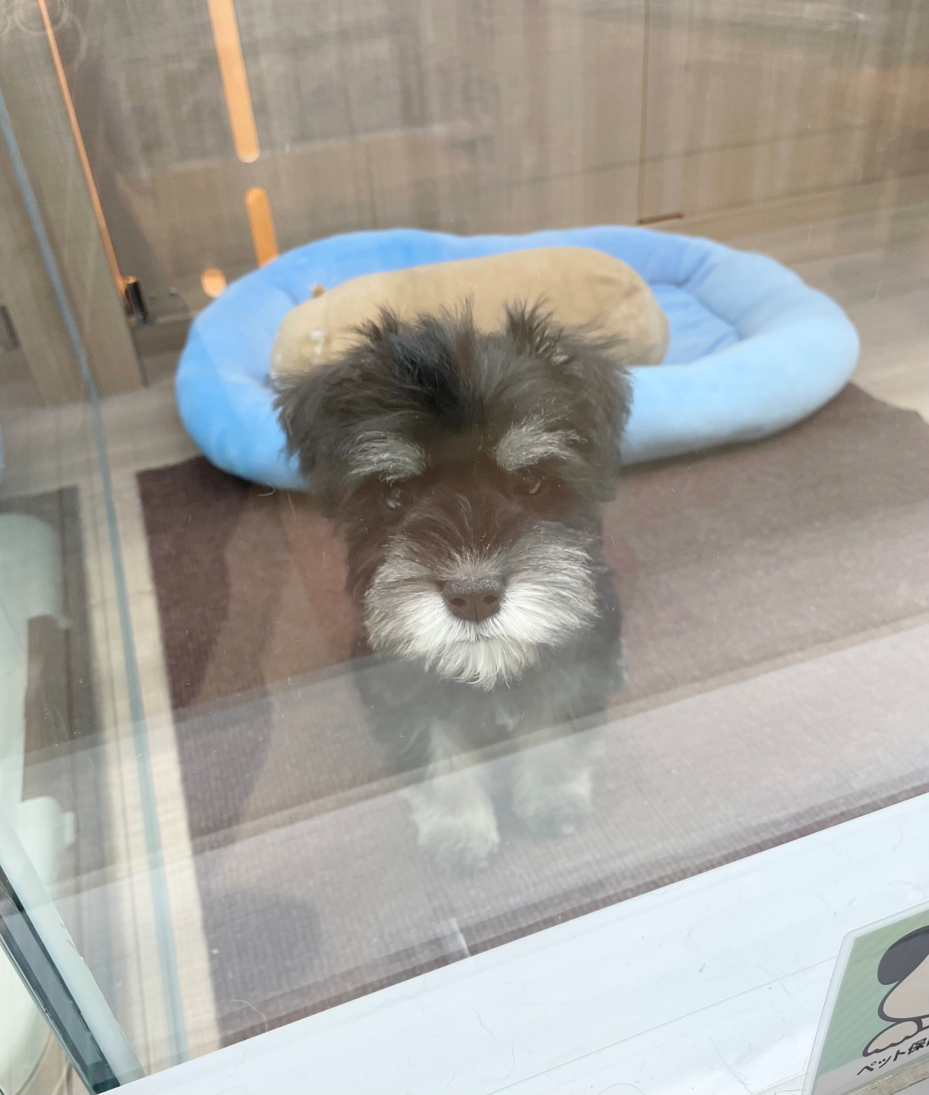 岐阜県のミニチュアシュナウザー (ペッツワン可児店/2025年10月30日生まれ/男の子/ブラックシルバー)の子犬の2枚目の画像