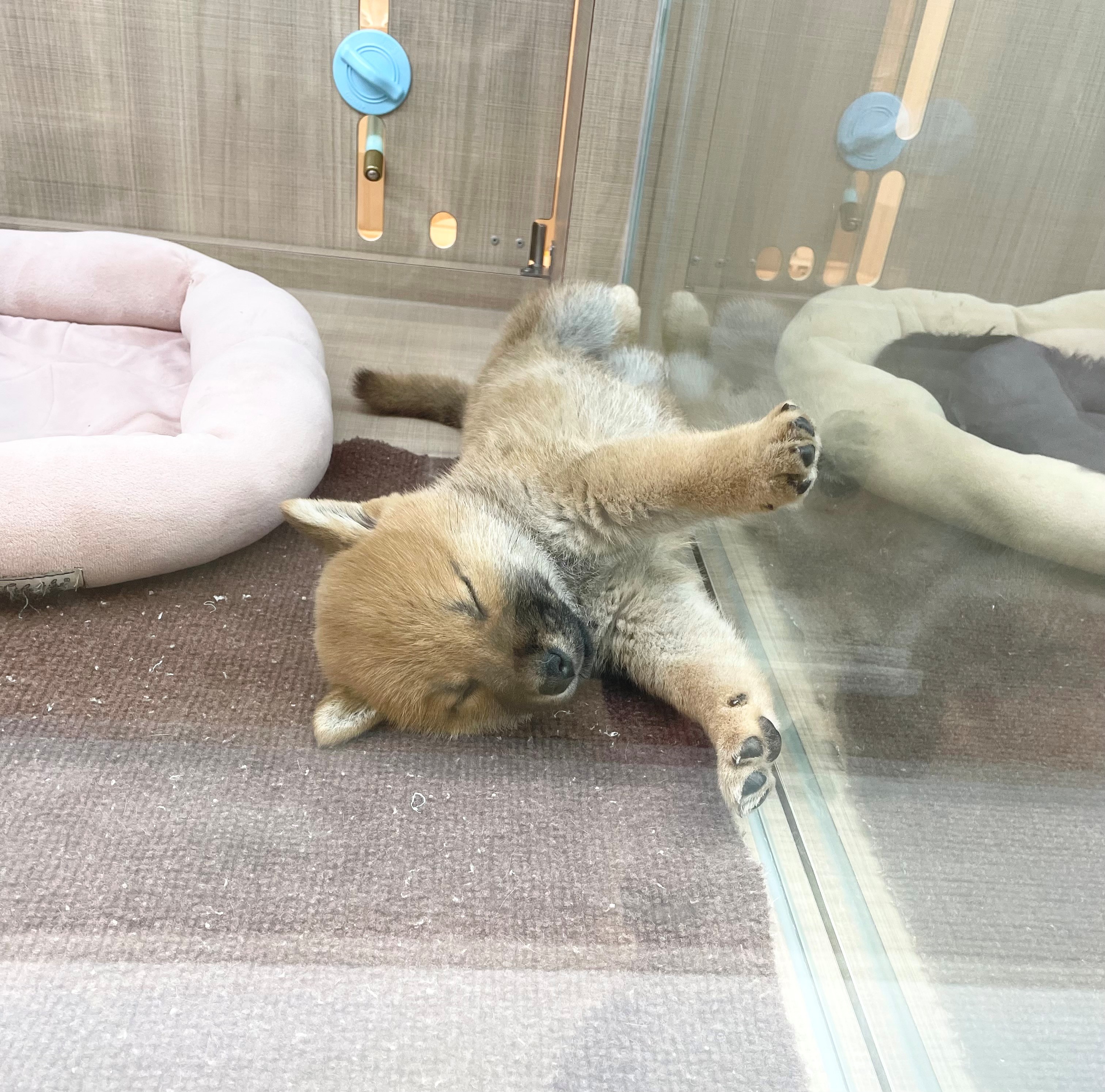 岐阜県の柴犬(標準サイズ) (ペッツワン可児店/2025年10月30日生まれ/男の子/赤)の子犬の3枚目の画像