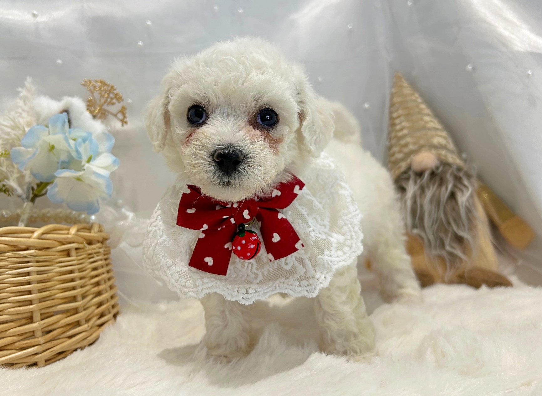 滋賀県のビションフリーゼ (ペッツワン堅田店/2025年11月8日生まれ/女の子/ホワイト)の子犬の2枚目の画像