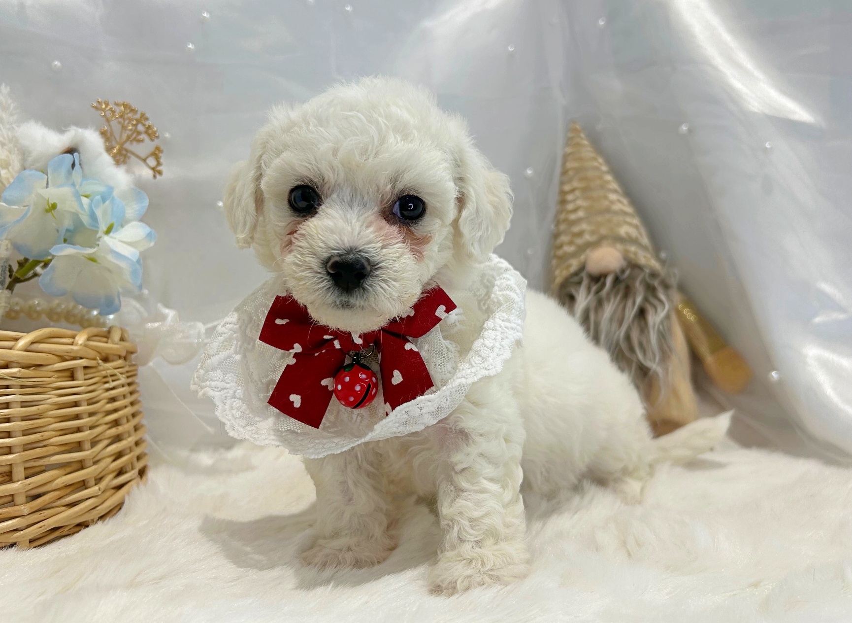 滋賀県のビションフリーゼ (ペッツワン堅田店/2025年11月8日生まれ/女の子/ホワイト)の子犬の3枚目の画像