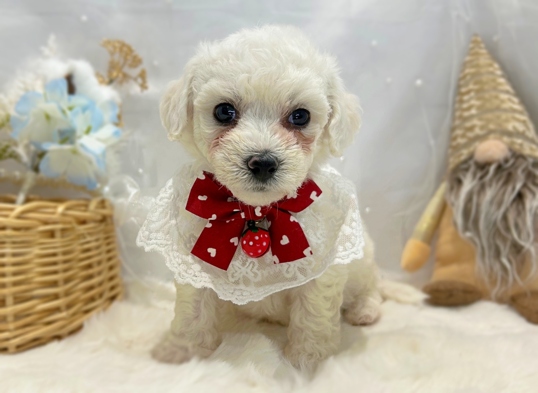 滋賀県のビションフリーゼ (ペッツワン堅田店/2025年11月8日生まれ/女の子/ホワイト)の子犬の1枚目の画像