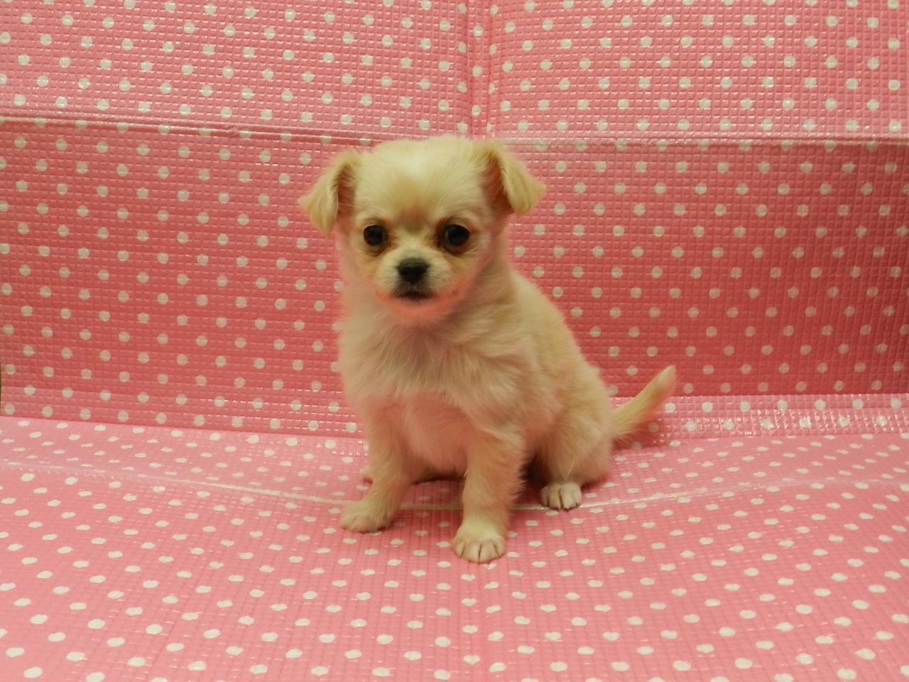 静岡県のハーフ犬・ミックス犬 (ペッツワン御殿場店/2025年11月9日生まれ/女の子/イエロー)の子犬