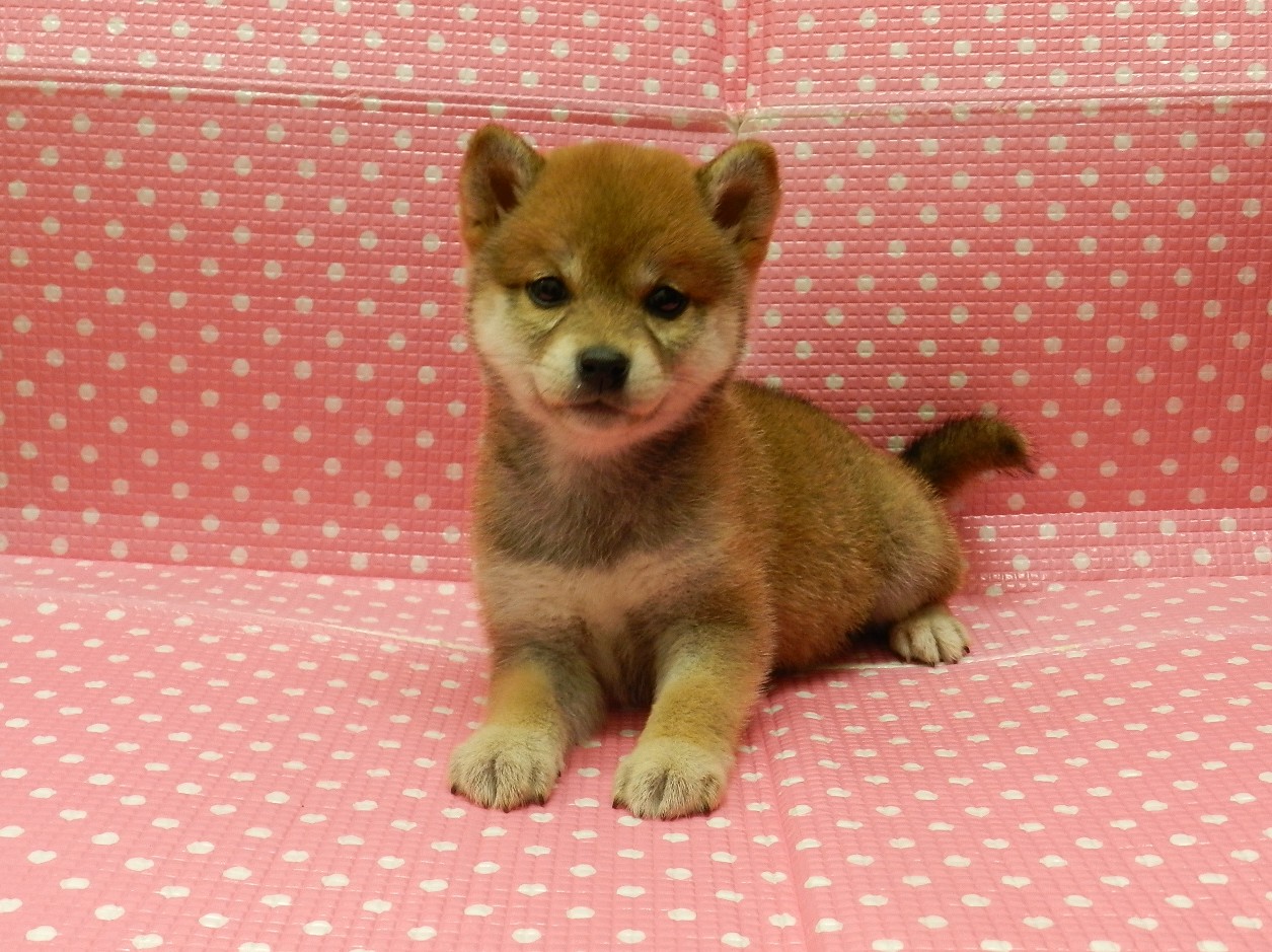 静岡県の豆柴 (ペッツワン御殿場店/2025年11月5日生まれ/女の子/赤)の子犬