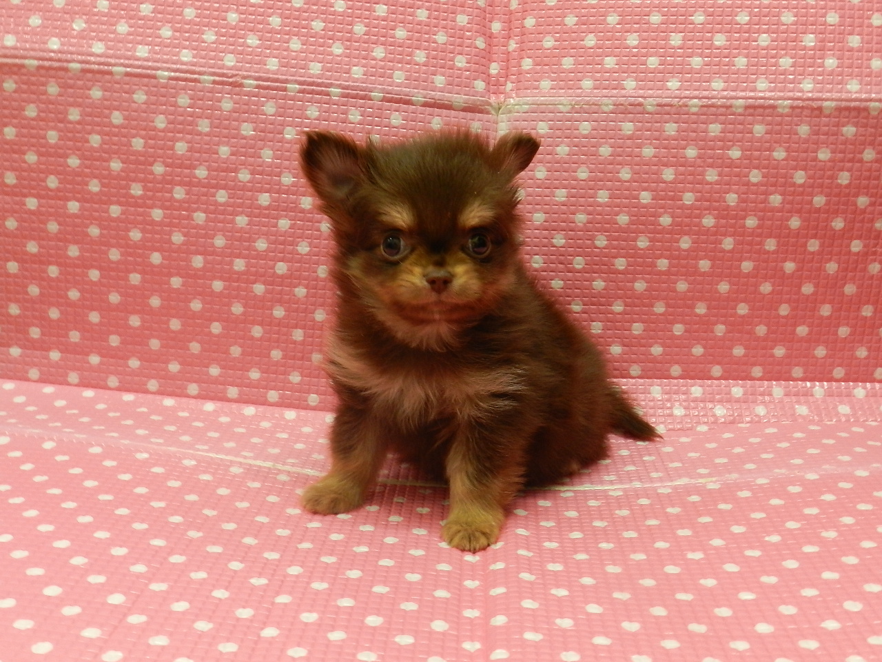 静岡県のハーフ犬・ミックス犬 (ペッツワン御殿場店/2025年11月10日生まれ/女の子/チョコレートタン)の子犬