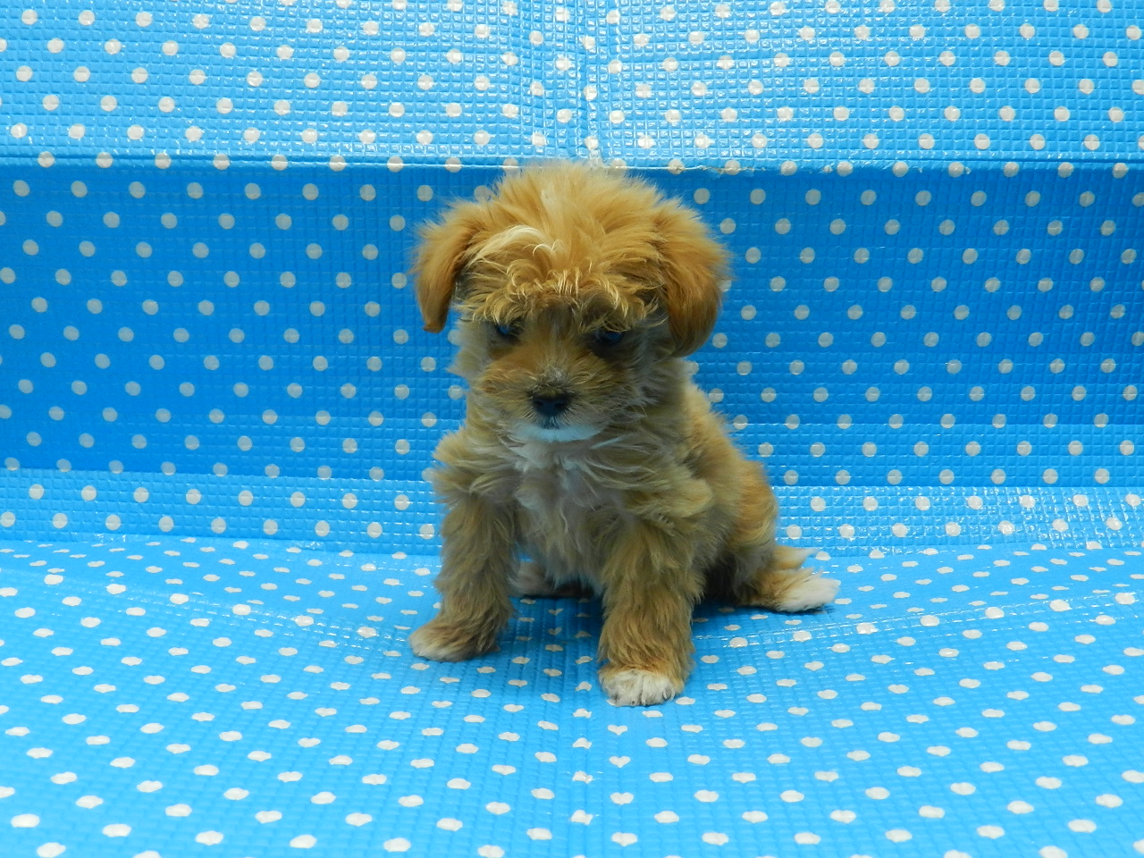 静岡県のハーフ犬・ミックス犬 (ペッツワン御殿場店/2025年11月7日生まれ/男の子/レッドホワイト)の子犬