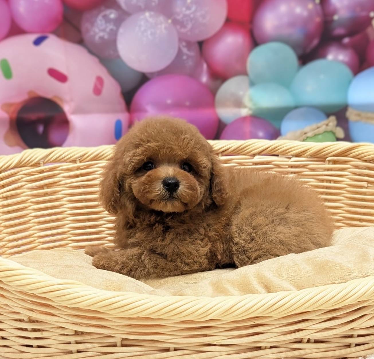 岡山県のトイプードル(トイ) (ペッツワンFC津山店/2025年11月11日生まれ/女の子/オレンジフォーン)の子犬