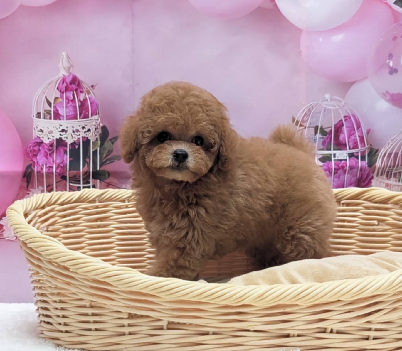 岡山県のトイプードル(トイ) (ペッツワンFC津山店/2025年11月2日生まれ/女の子/オレンジフォーン)の子犬