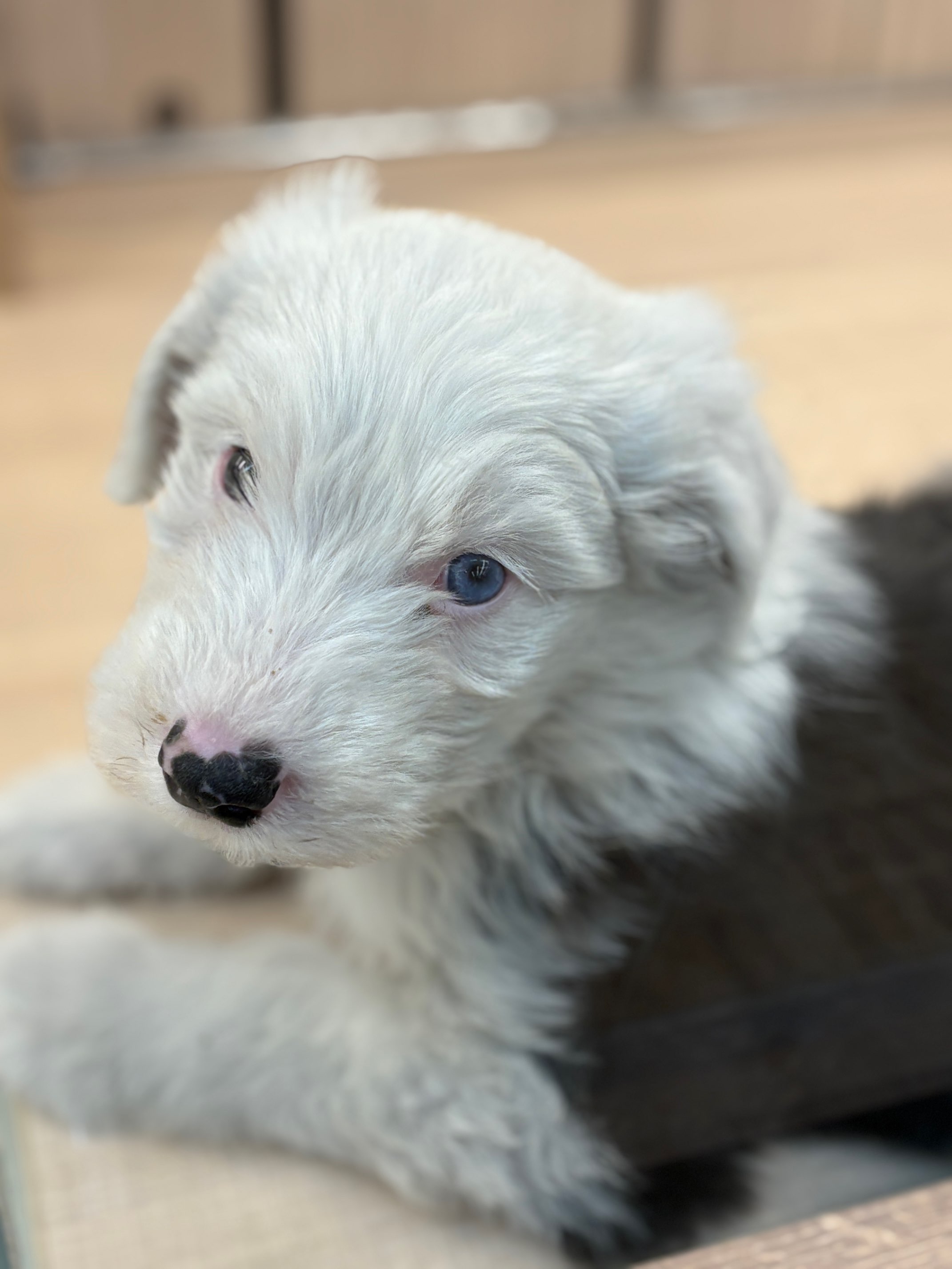 千葉県のオールドイングリッシュシープドッグ (ペッツワン八街店/2025年11月8日生まれ/男の子/グレーホワイト)の子犬の1枚目の画像