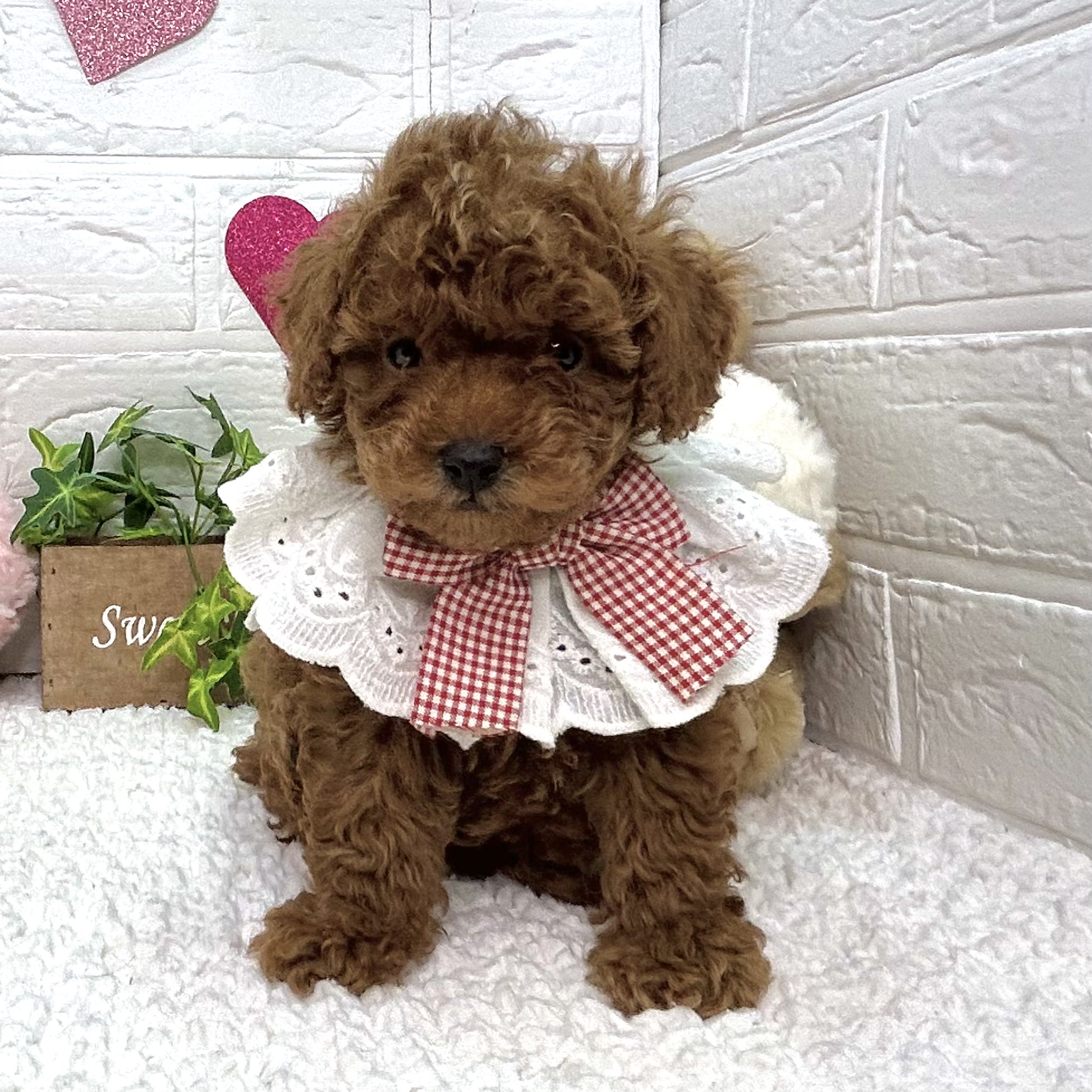 大阪府のトイプードル(トイ) (ペッツワン東大阪店/2025年11月9日生まれ/女の子/レッドフォーン)の子犬