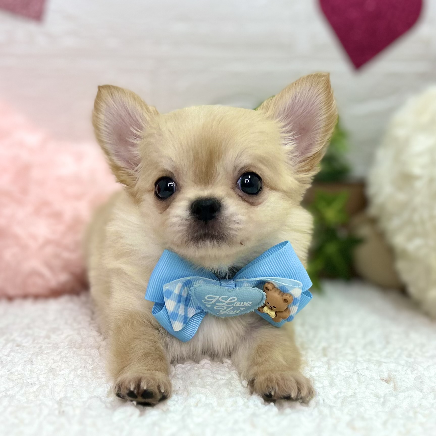 大阪府のチワワ(ロング) (ペッツワン東大阪店/2025年11月13日生まれ/男の子/クリーム)の子犬