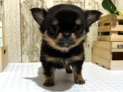 静岡県のチワワ(ロング) (ペッツワン浜松都田テクノ店/2025年11月12日生まれ/女の子/ブラックタン)の子犬