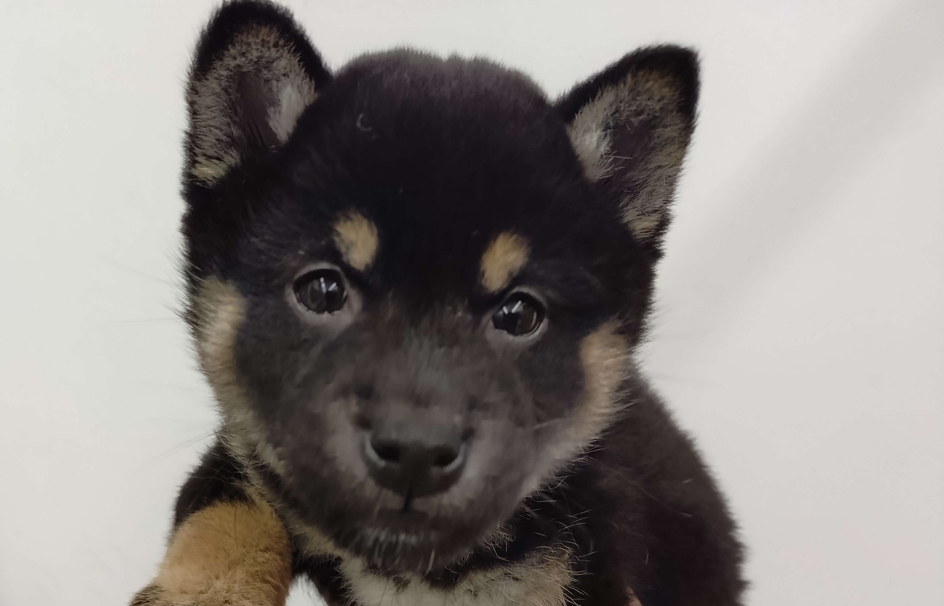 岐阜県の柴犬(標準サイズ) (ペッツワン関店/2025年11月2日生まれ/女の子/黒)の子犬