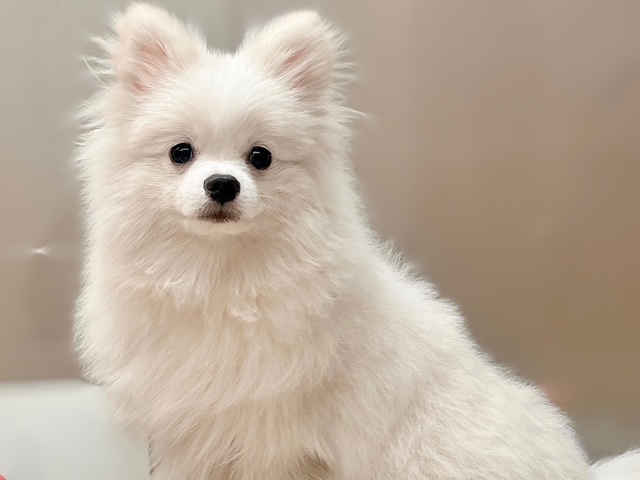 福島県のポメラニアン (ペッツワン郡山富田店/2025年6月21日生まれ/男の子/ホワイトクリーム)の子犬