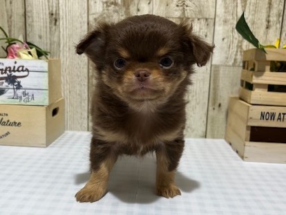 静岡県のチワワ(ロング) (ペッツワン浜松都田テクノ店/2025年11月12日生まれ/男の子/チョコレートタン)の子犬