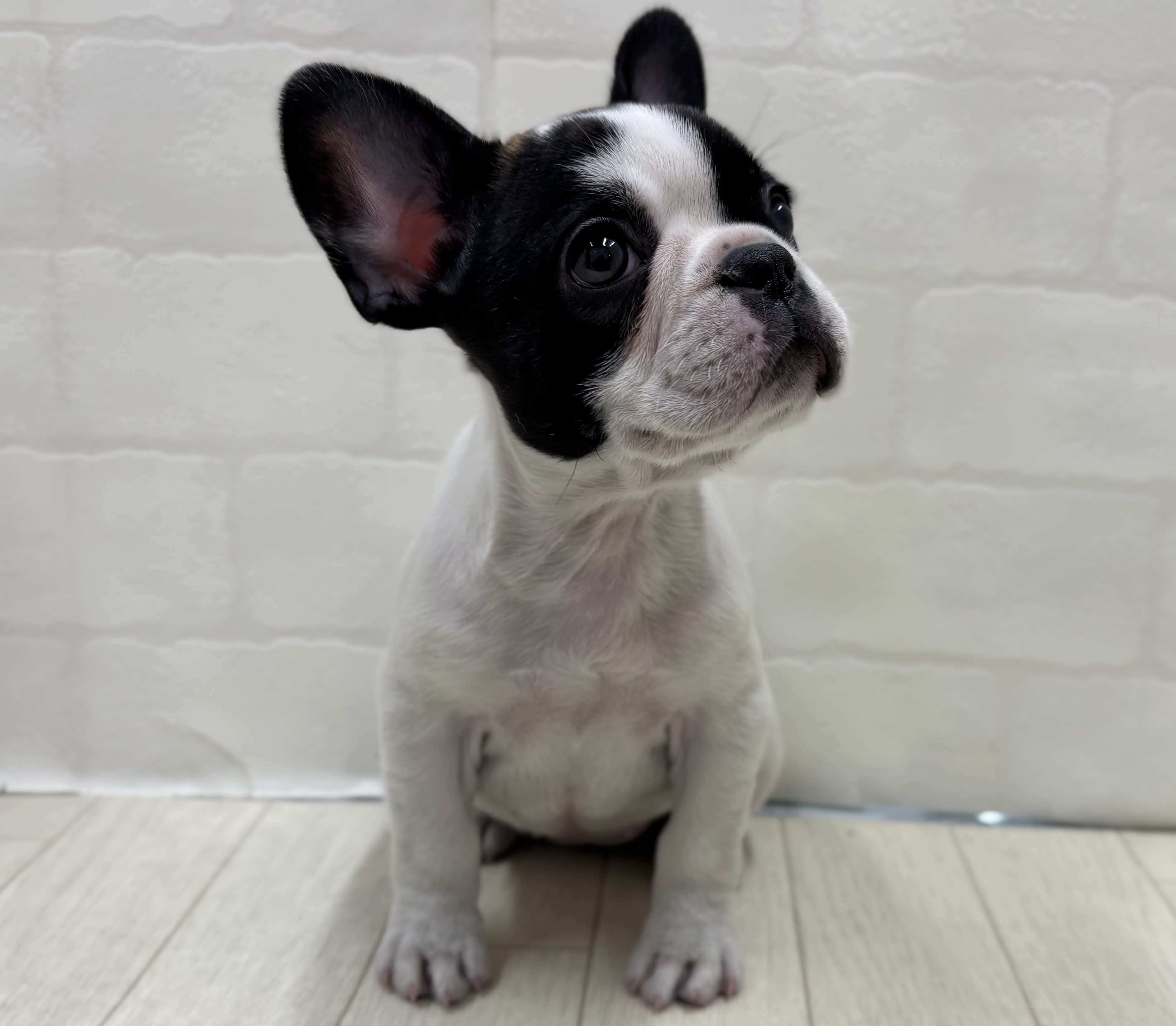 埼玉県のフレンチブルドッグ (ペッツワン大利根店/2025年11月8日生まれ/女の子/パイド)の子犬の2枚目の画像