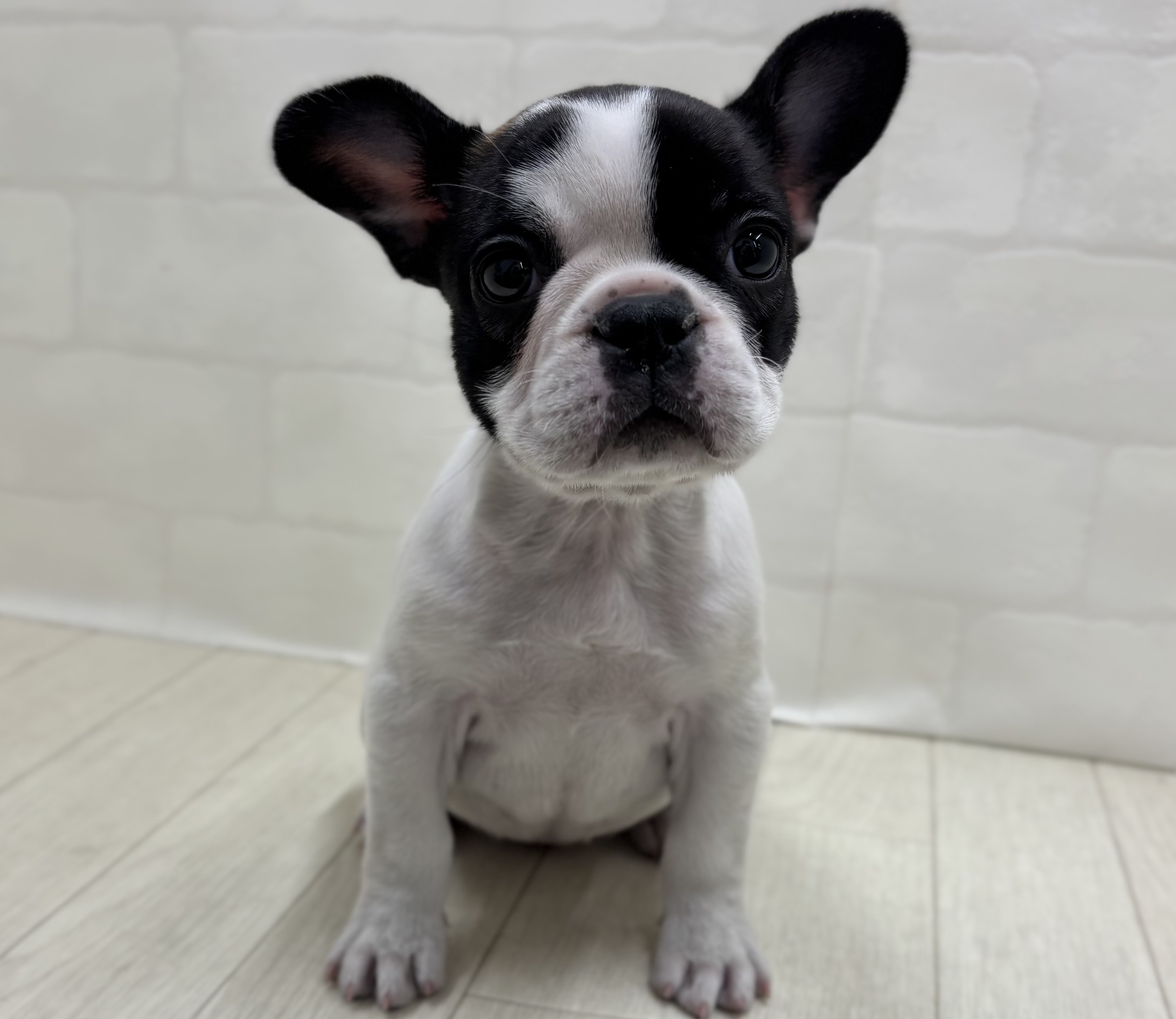 埼玉県のフレンチブルドッグ (ペッツワン大利根店/2025年11月8日生まれ/女の子/パイド)の子犬の1枚目の画像