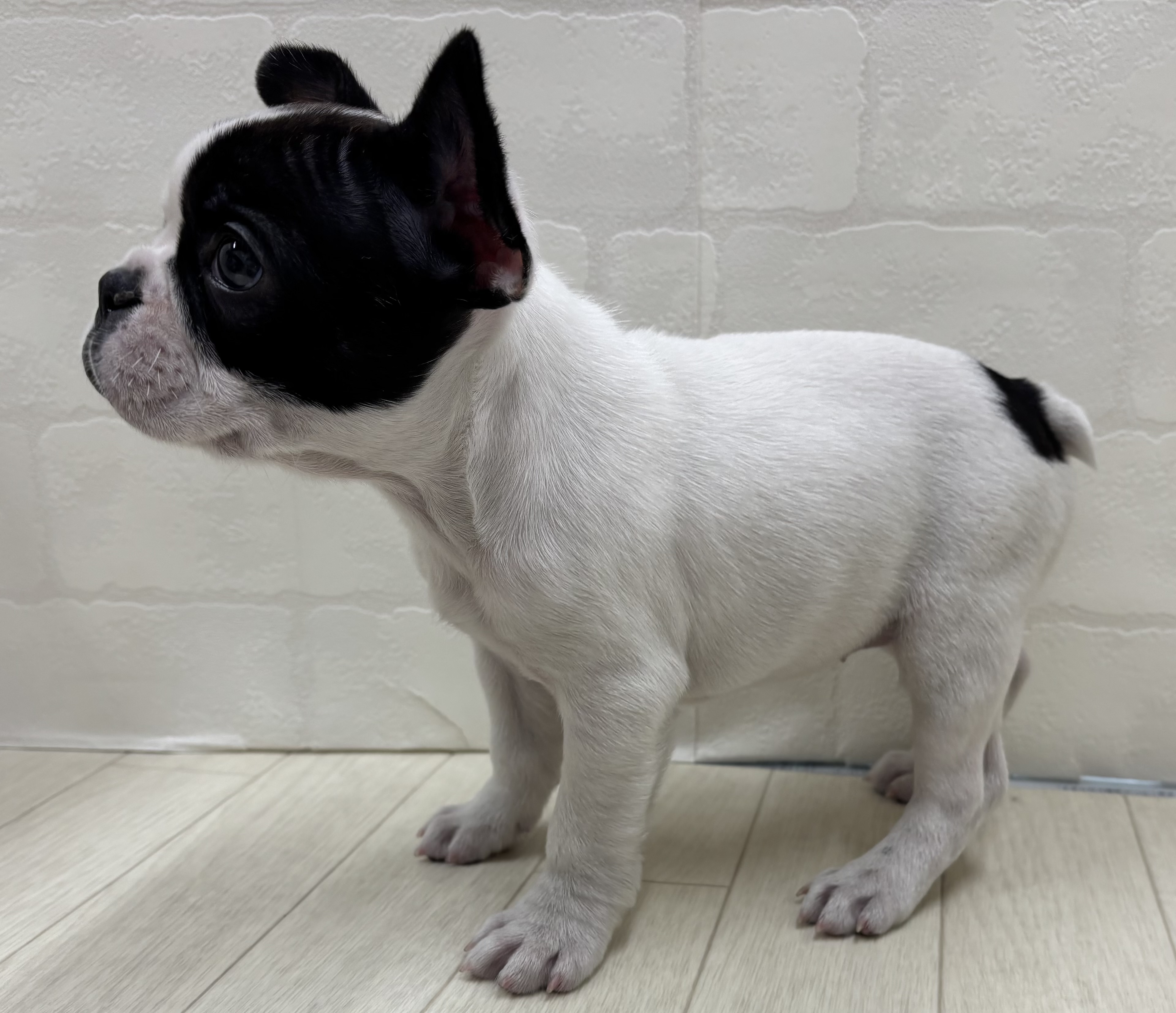 埼玉県のフレンチブルドッグ (ペッツワン大利根店/2025年11月8日生まれ/女の子/パイド)の子犬の3枚目の画像