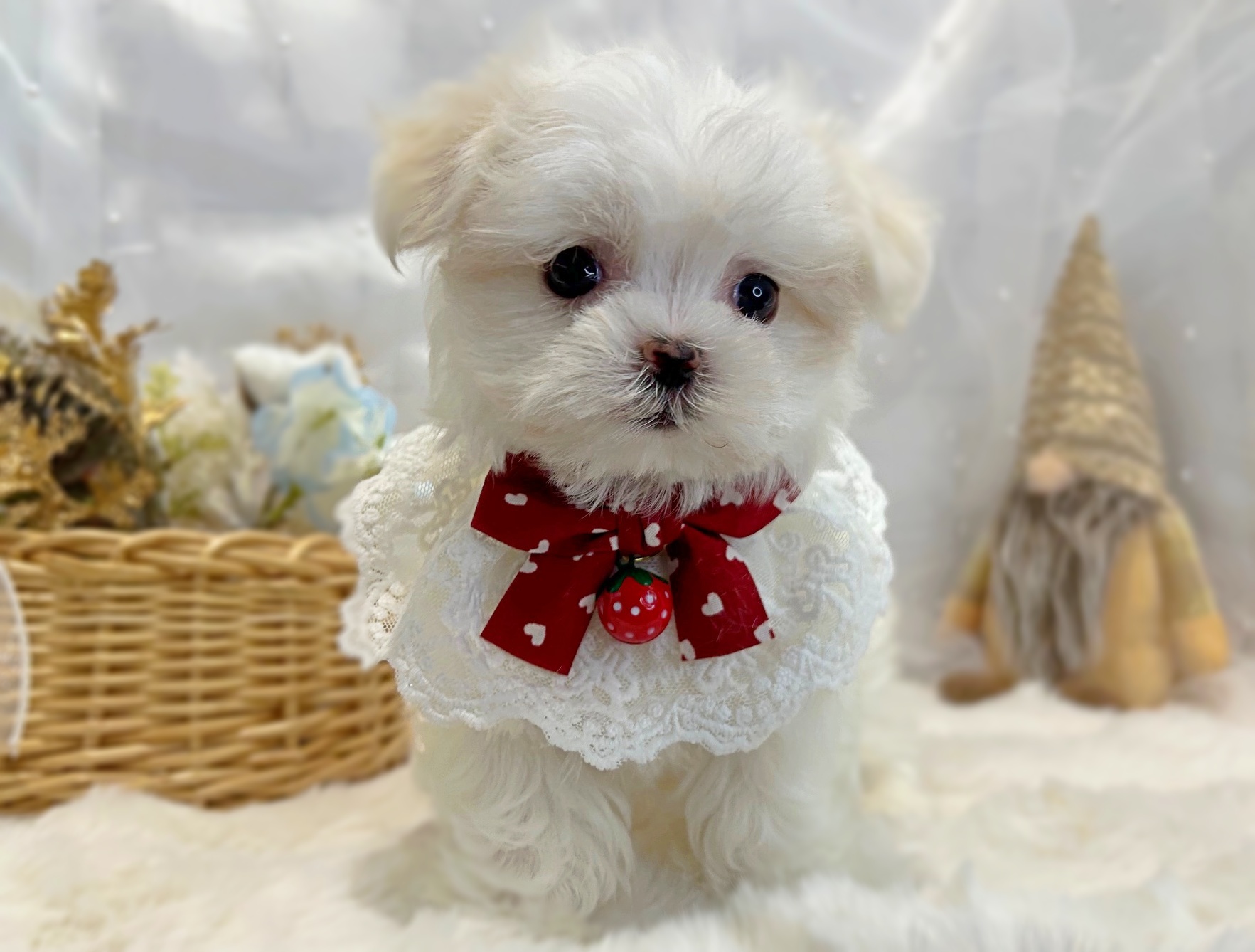 滋賀県のマルチーズ (ペッツワン堅田店/2025年11月13日生まれ/女の子/ホワイト)の子犬の2枚目の画像