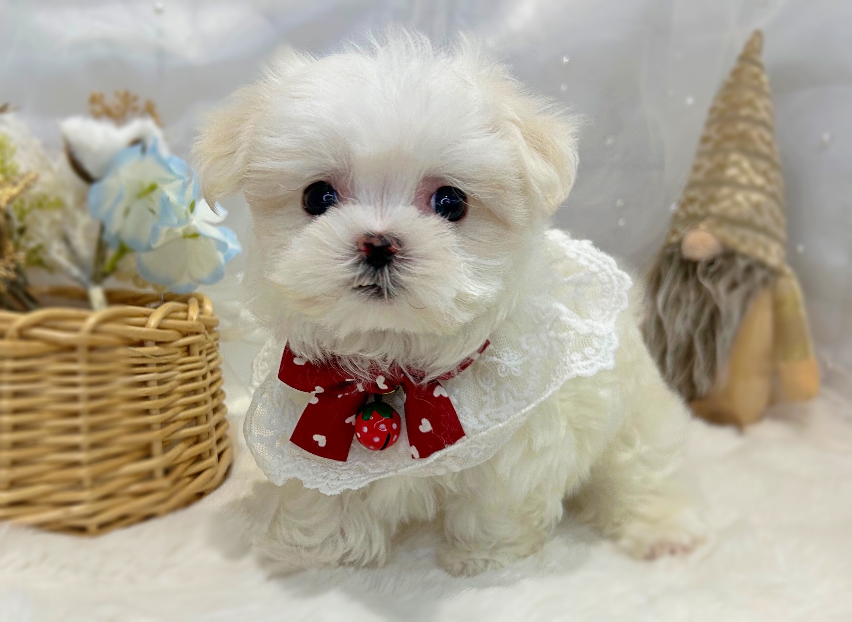 滋賀県のマルチーズ (ペッツワン堅田店/2025年11月13日生まれ/女の子/ホワイト)の子犬の1枚目の画像