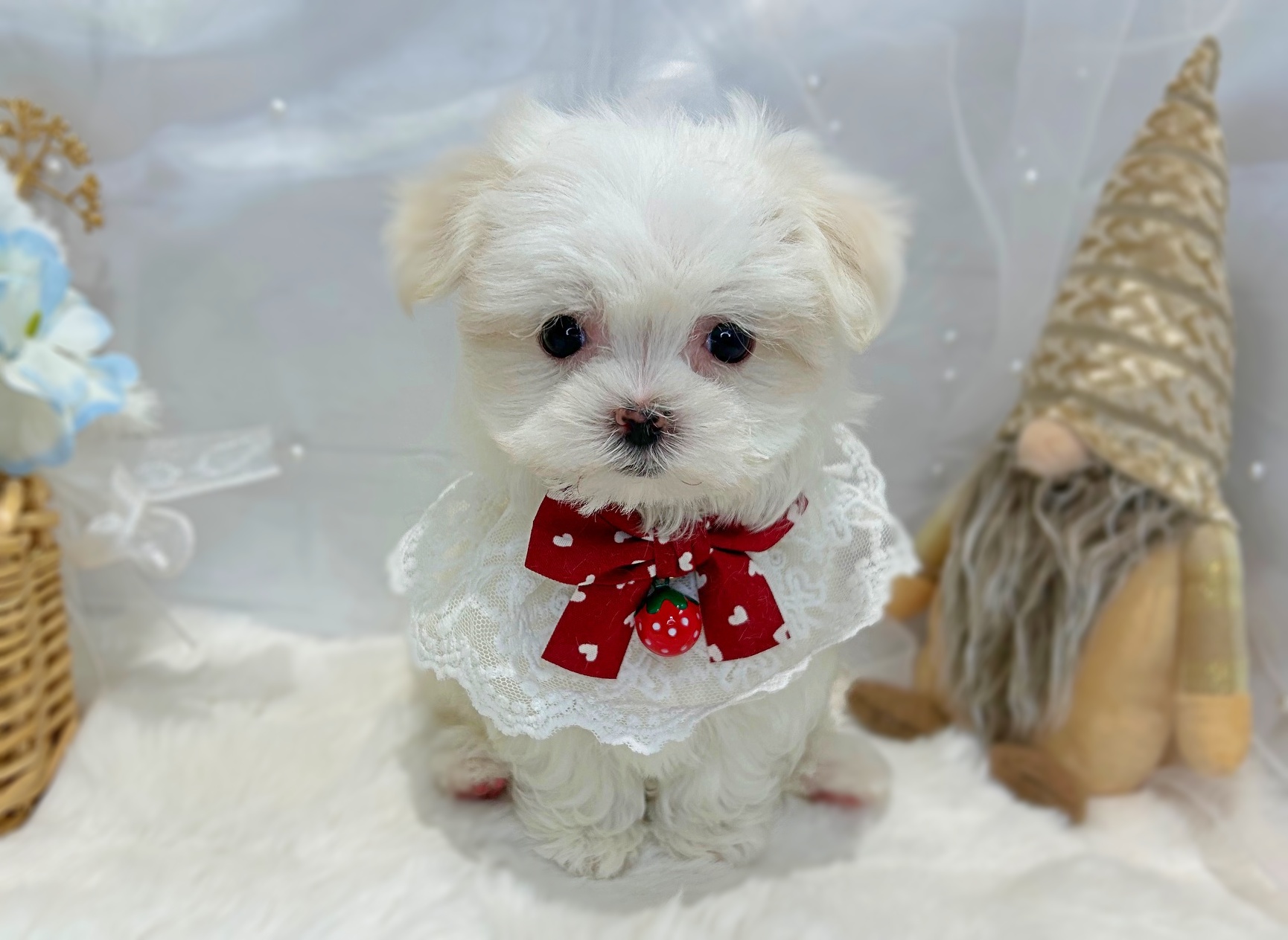 滋賀県のマルチーズ (ペッツワン堅田店/2025年11月13日生まれ/女の子/ホワイト)の子犬の3枚目の画像