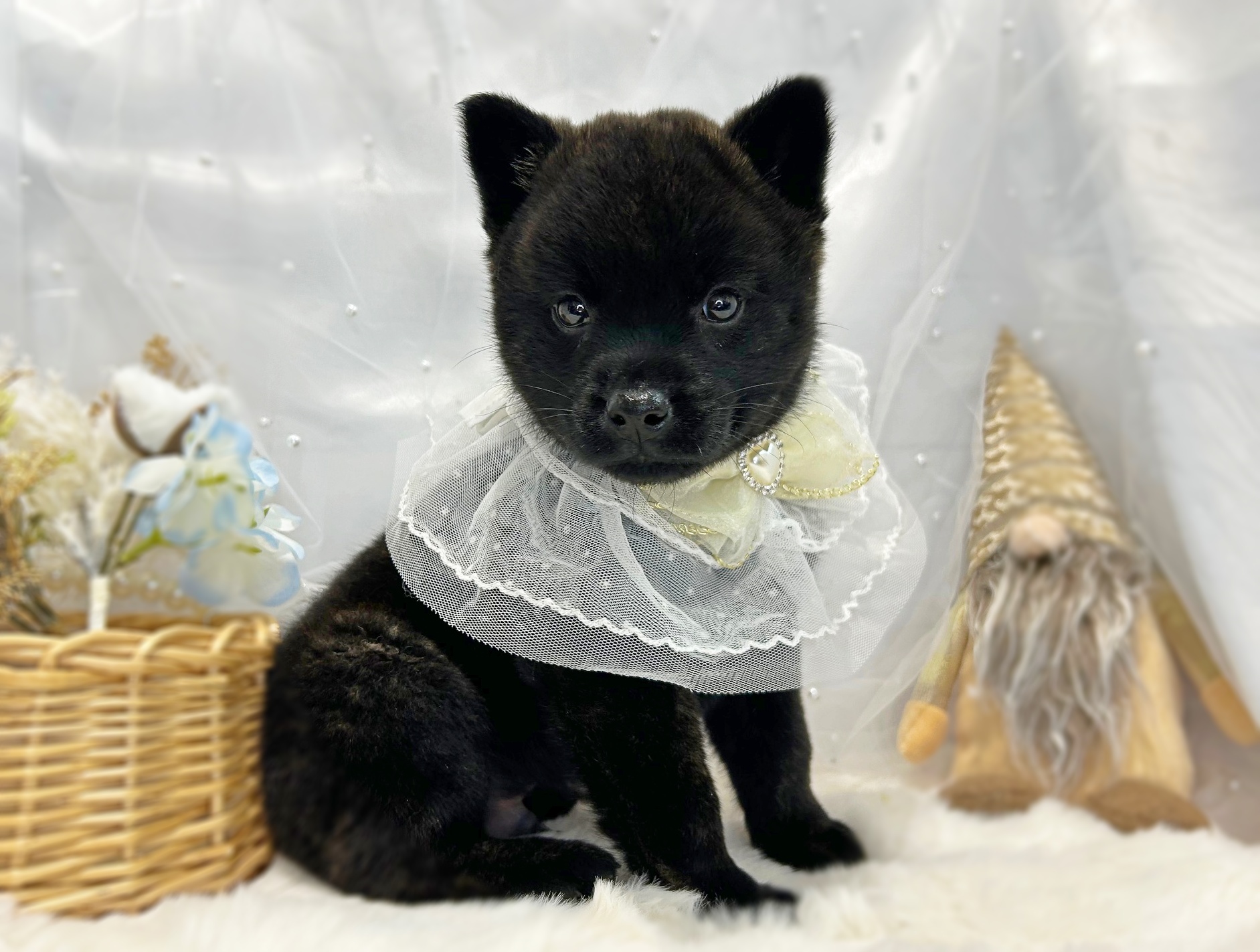 滋賀県の甲斐犬 (ペッツワン堅田店/2025年11月13日生まれ/男の子/黒虎)の子犬の2枚目の画像