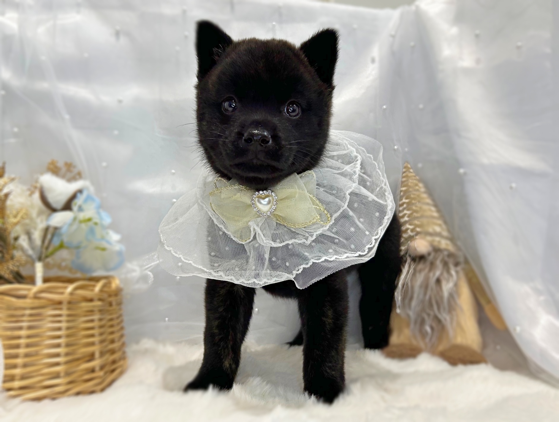 滋賀県の甲斐犬 (ペッツワン堅田店/2025年11月13日生まれ/男の子/黒虎)の子犬の1枚目の画像