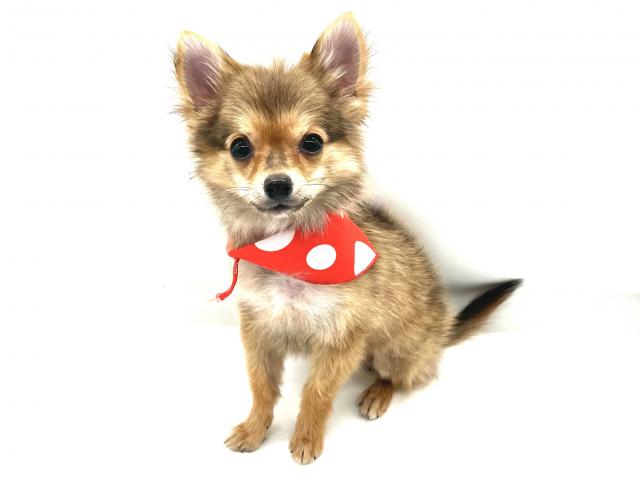 埼玉県のハーフ犬・ミックス犬 (ペッツワンなめがわモール店/2025年9月14日生まれ/男の子/レッド)の子犬