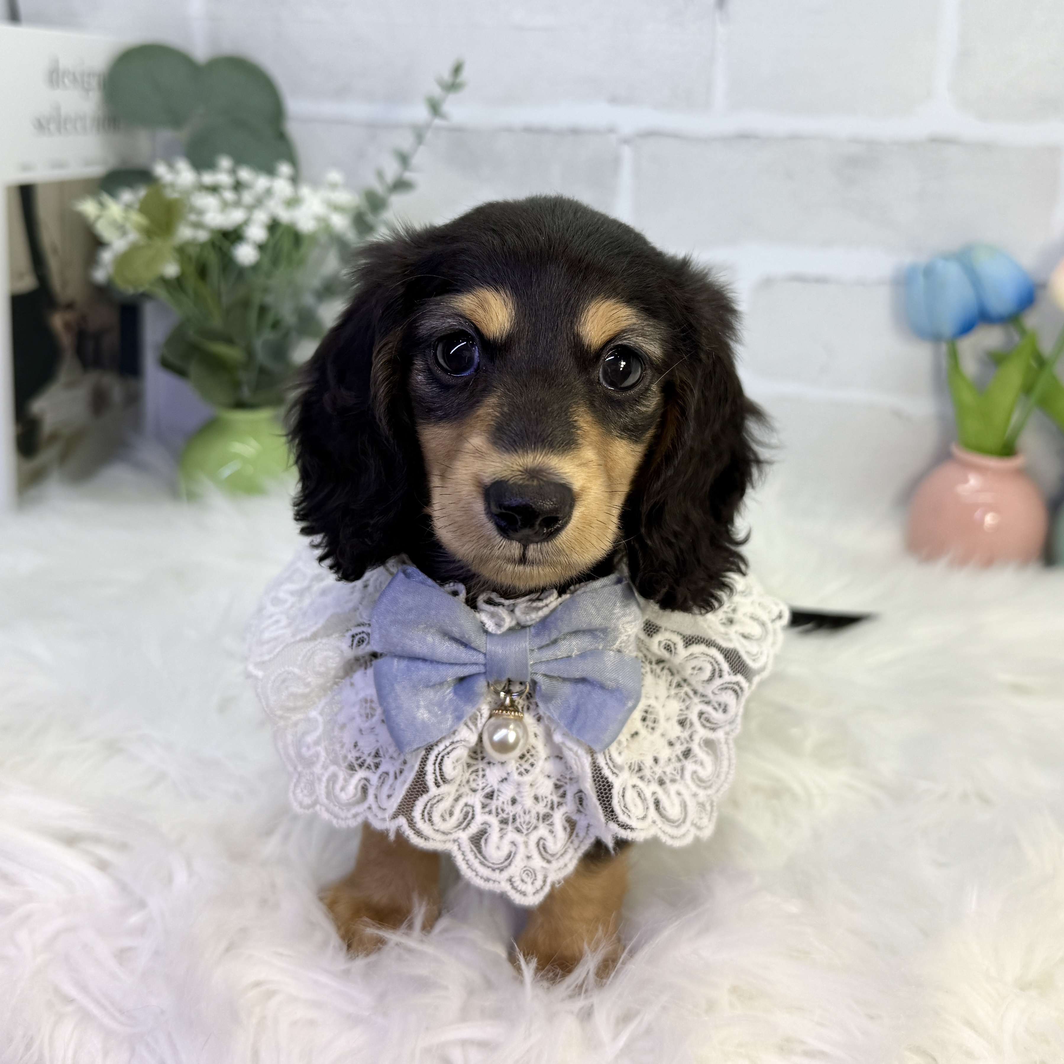 大阪府のミニチュアダックスフンド(ロング) (ペッツワン高槻店/2025年11月6日生まれ/男の子/ブラックタン)の子犬