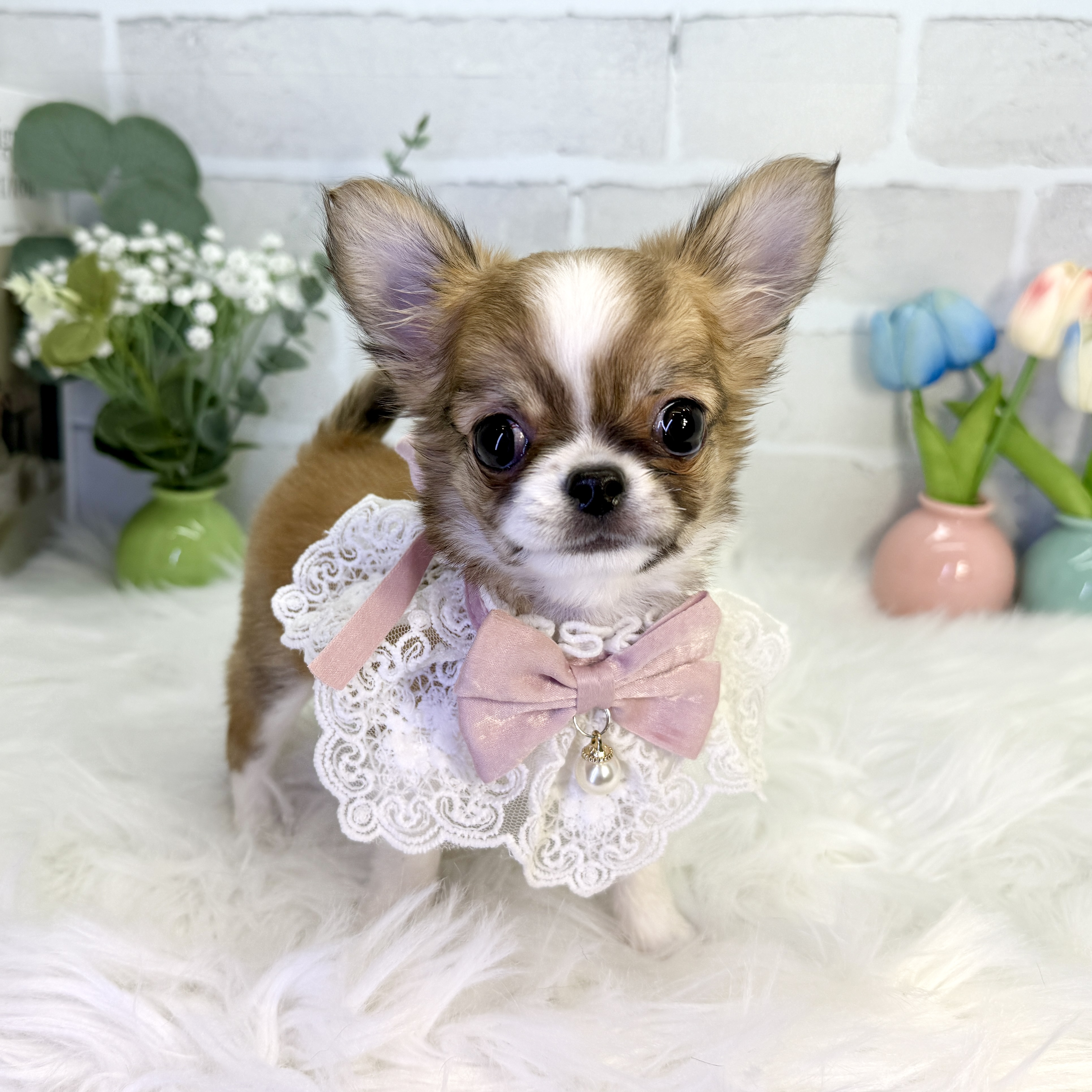 大阪府のチワワ(ロング) (ペッツワン高槻店/2025年10月31日生まれ/女の子/レッドホワイト)の子犬の3枚目の画像